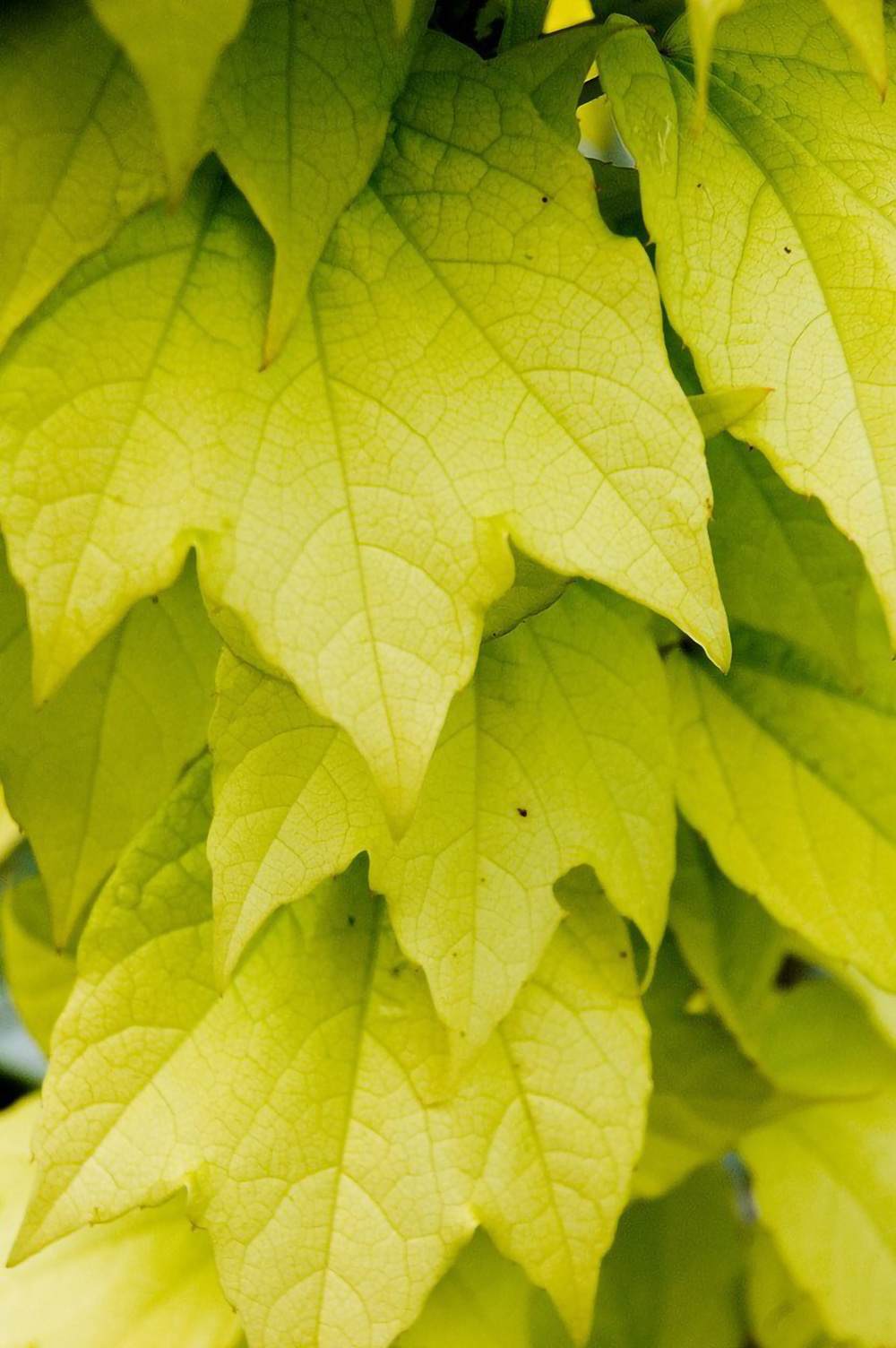 Hirt's Gardens 763846228013 hseplants - View #3