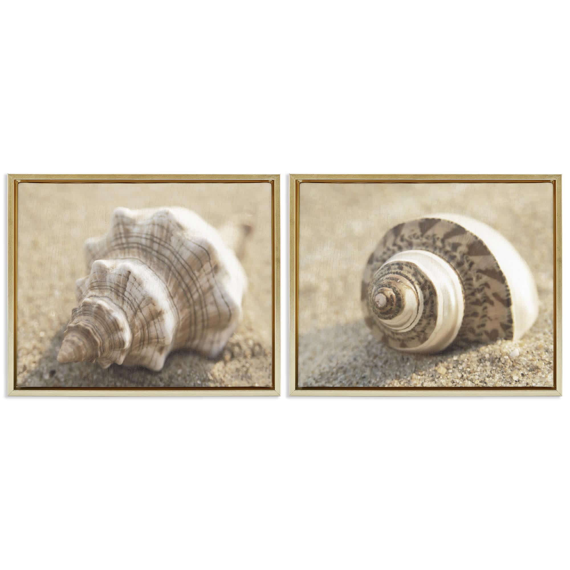 Stupell Industries B2-729-FFG-2PC-16X20 Neutral Tone Sea Life 2 Piece Gold Framed Floater Canvas Set By Dora Rotondella 21 x 17