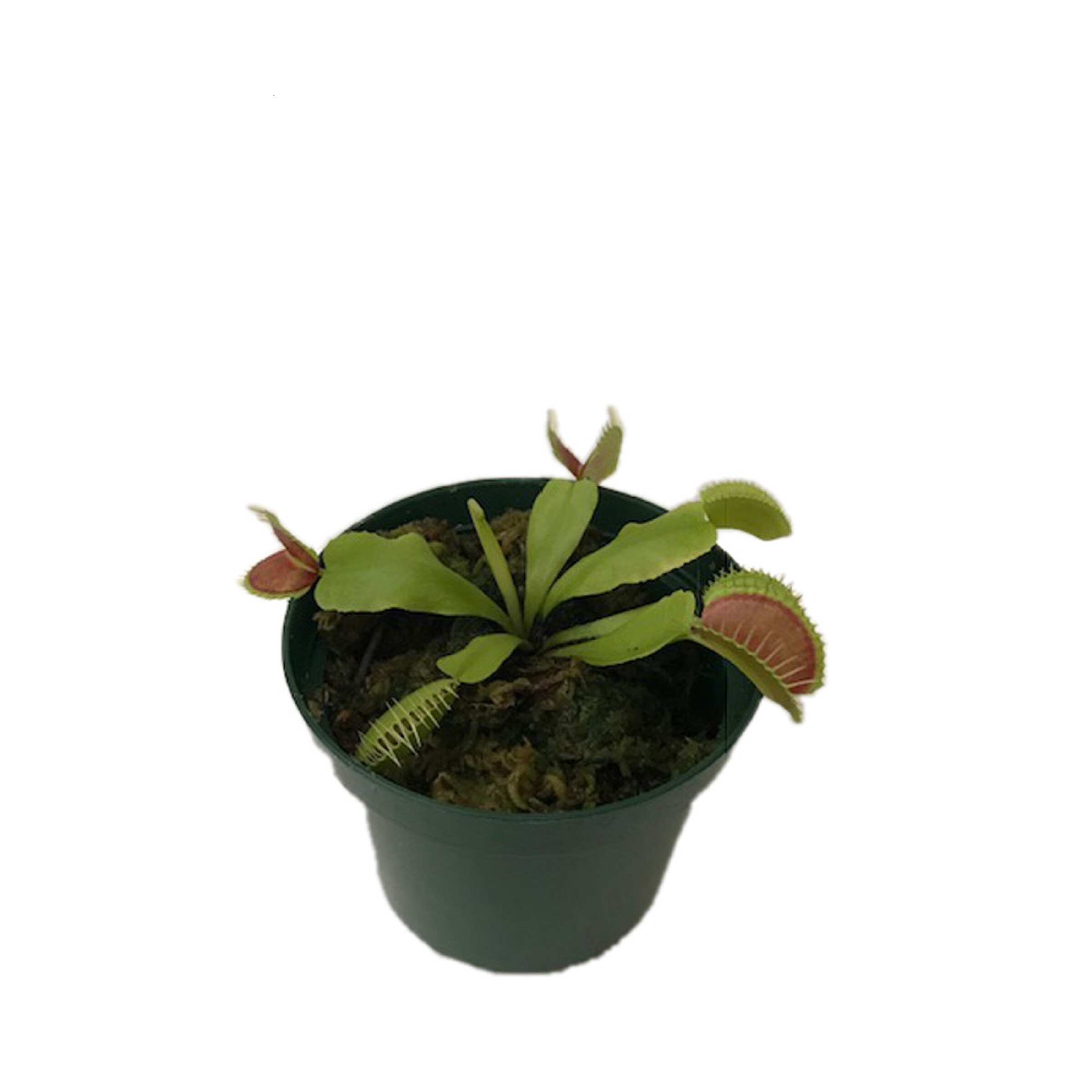 Gubler Carnivorous Plant House plant in 1 Ounce(s) Pot 1 -Pack
