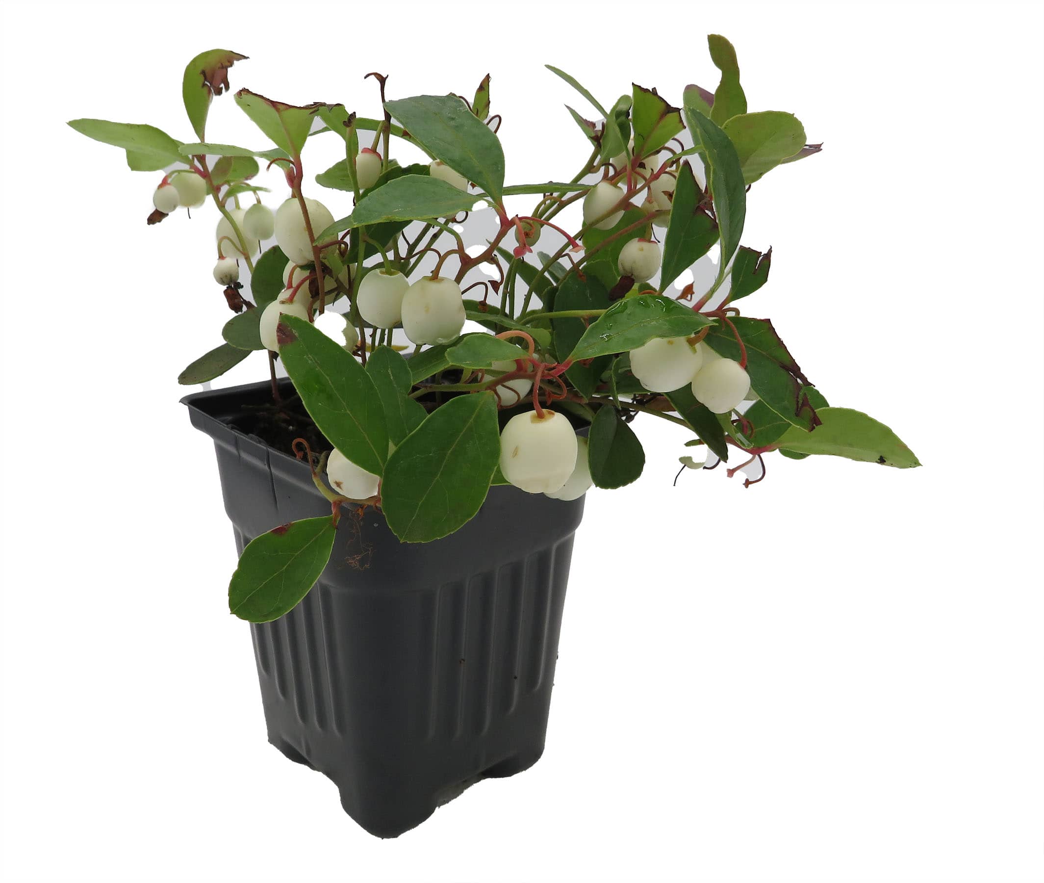 Winter Fiesta Wintergreen Plant - Gaultheria procumbens - 4" Pot