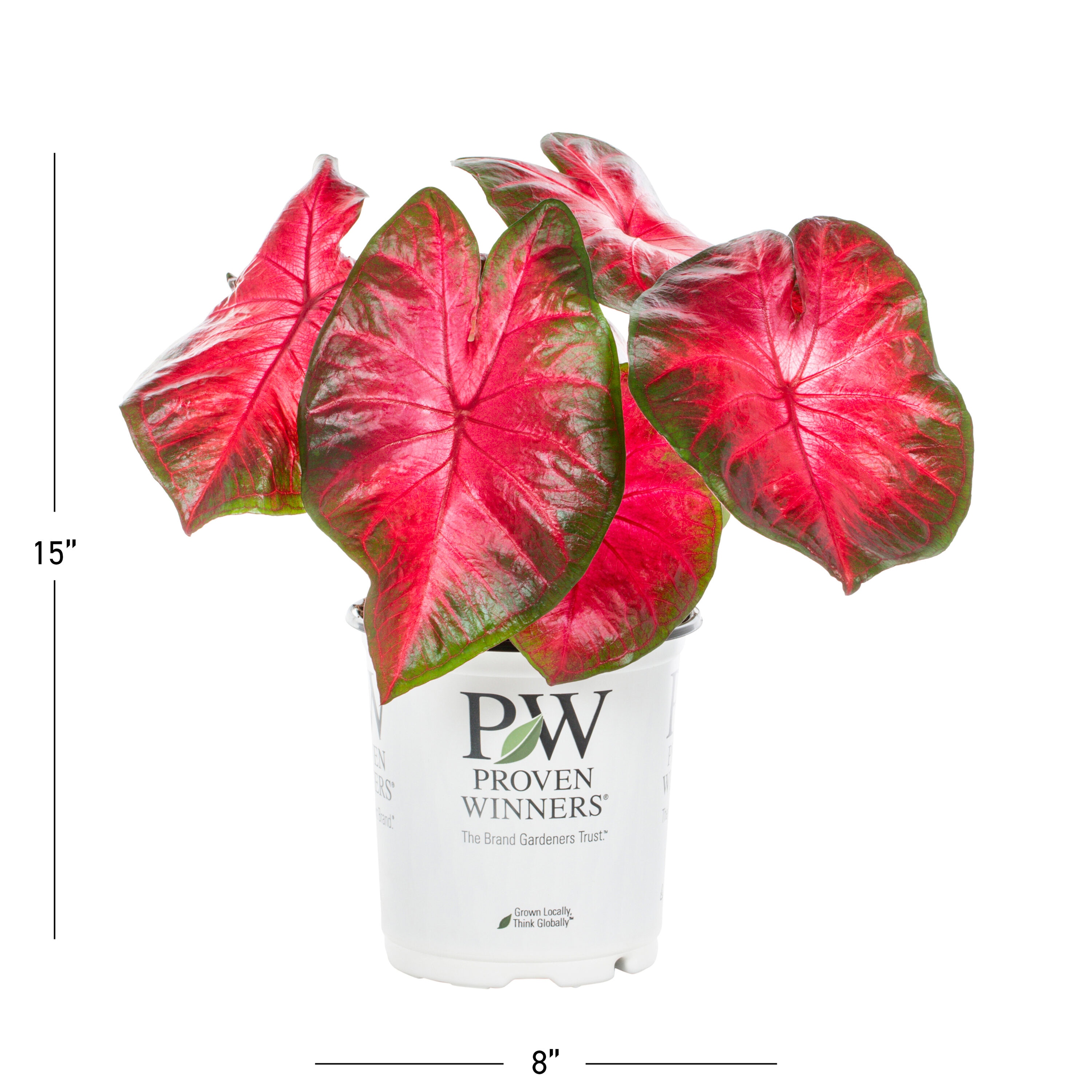 Proven Winners 79189 annuals - View #3