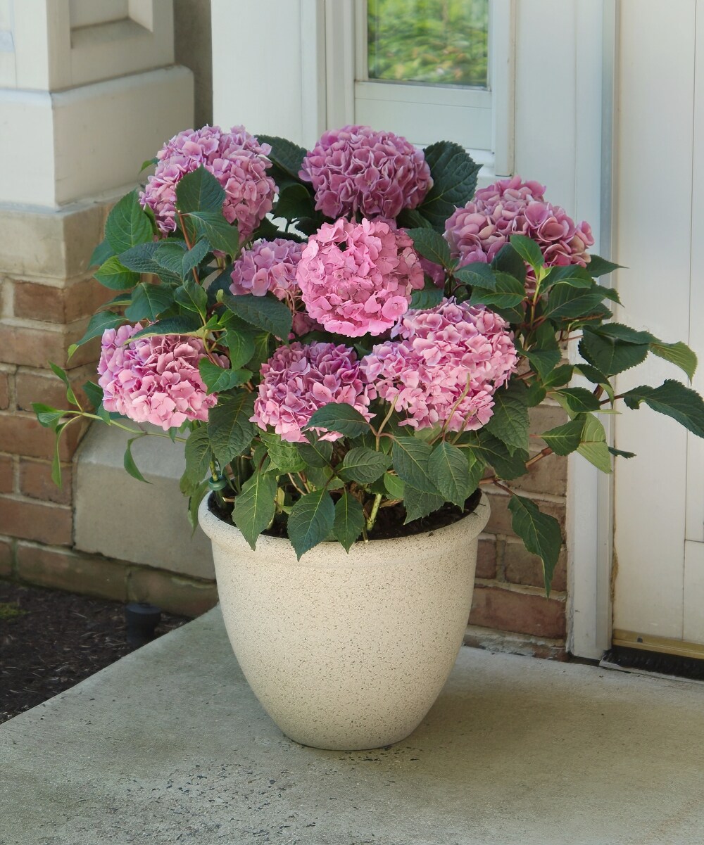 National Plant Network Pink Hydrangea Poppet Foundation/Hedge