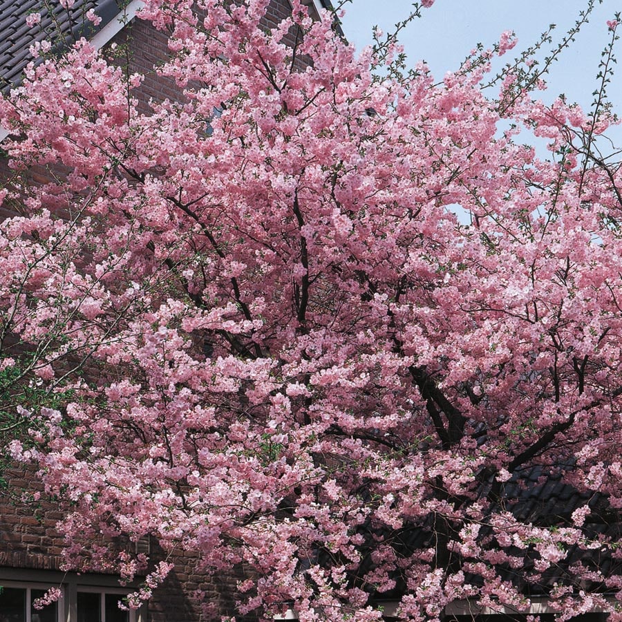 Lowe's NURSERY 3.25 -Gallon Pink Flowering Kwanzan Flowering Cherry In pot (with soil)