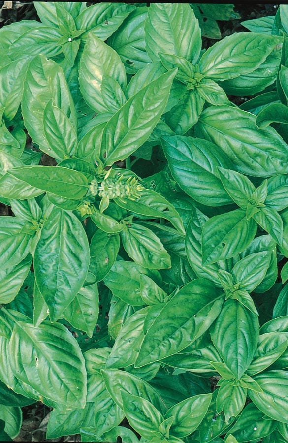 Ferry-Morse 0911 Genovese Basil Plant