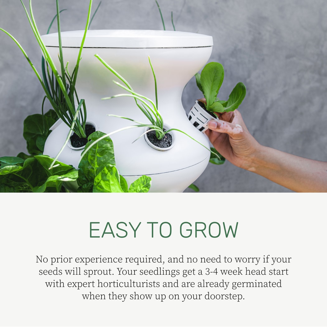 Lettuce Grow SO-SV-6-7174353 Vegetable-Plants - View #3