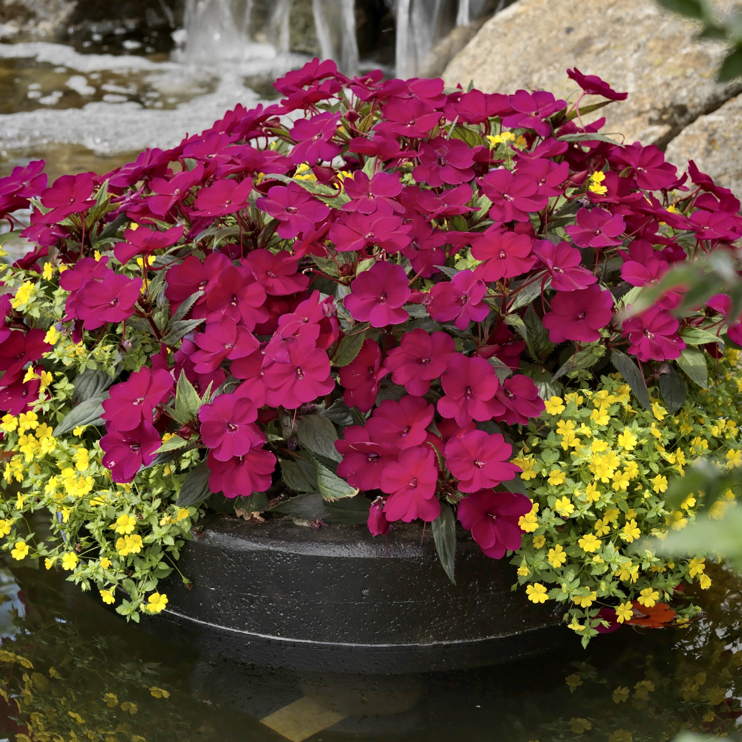 National Plant Network LW1556 annuals - View #7