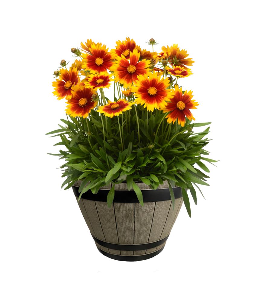 Lowe's NURSERY Multicolor Coreopsis Plant in 3 -Quart Planter 1.0 -Pack