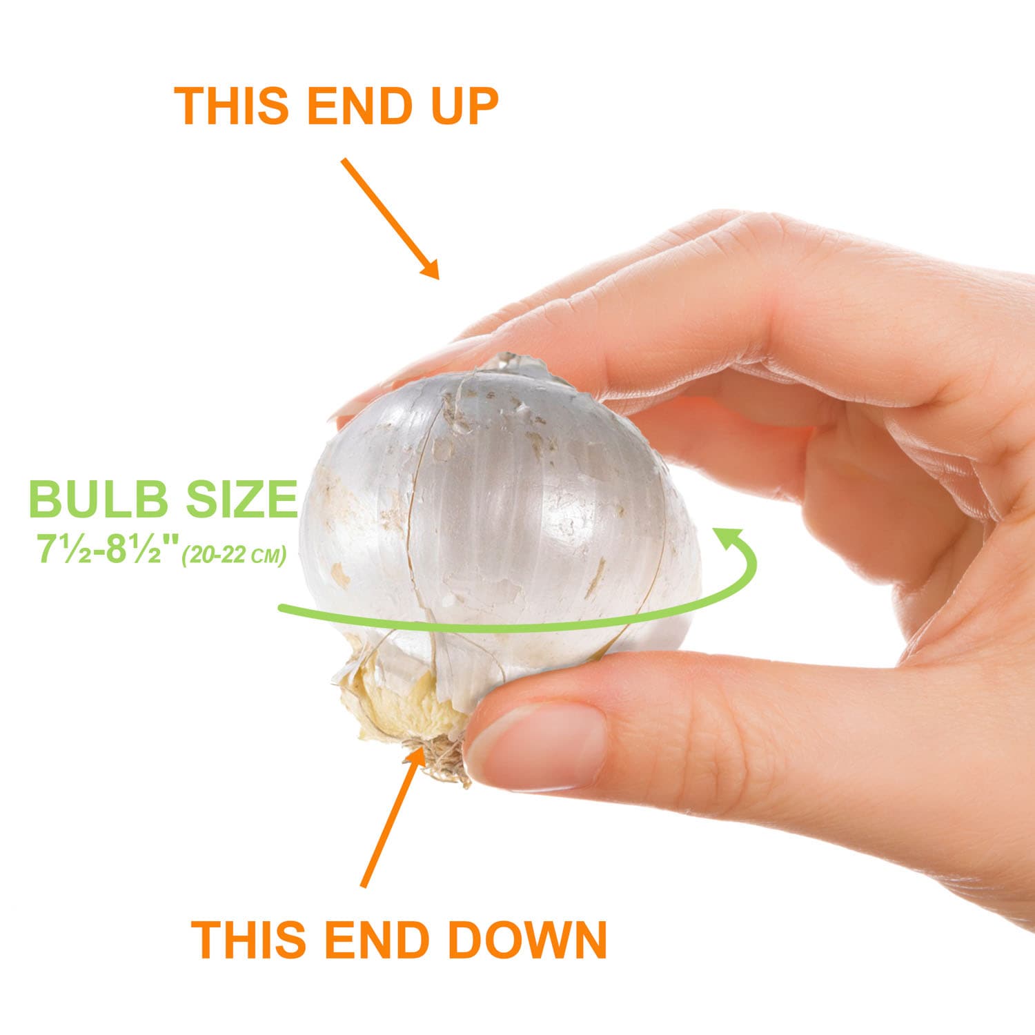 Garden State Bulb ECF-140-20-02 Plant-Bulbs - View #4