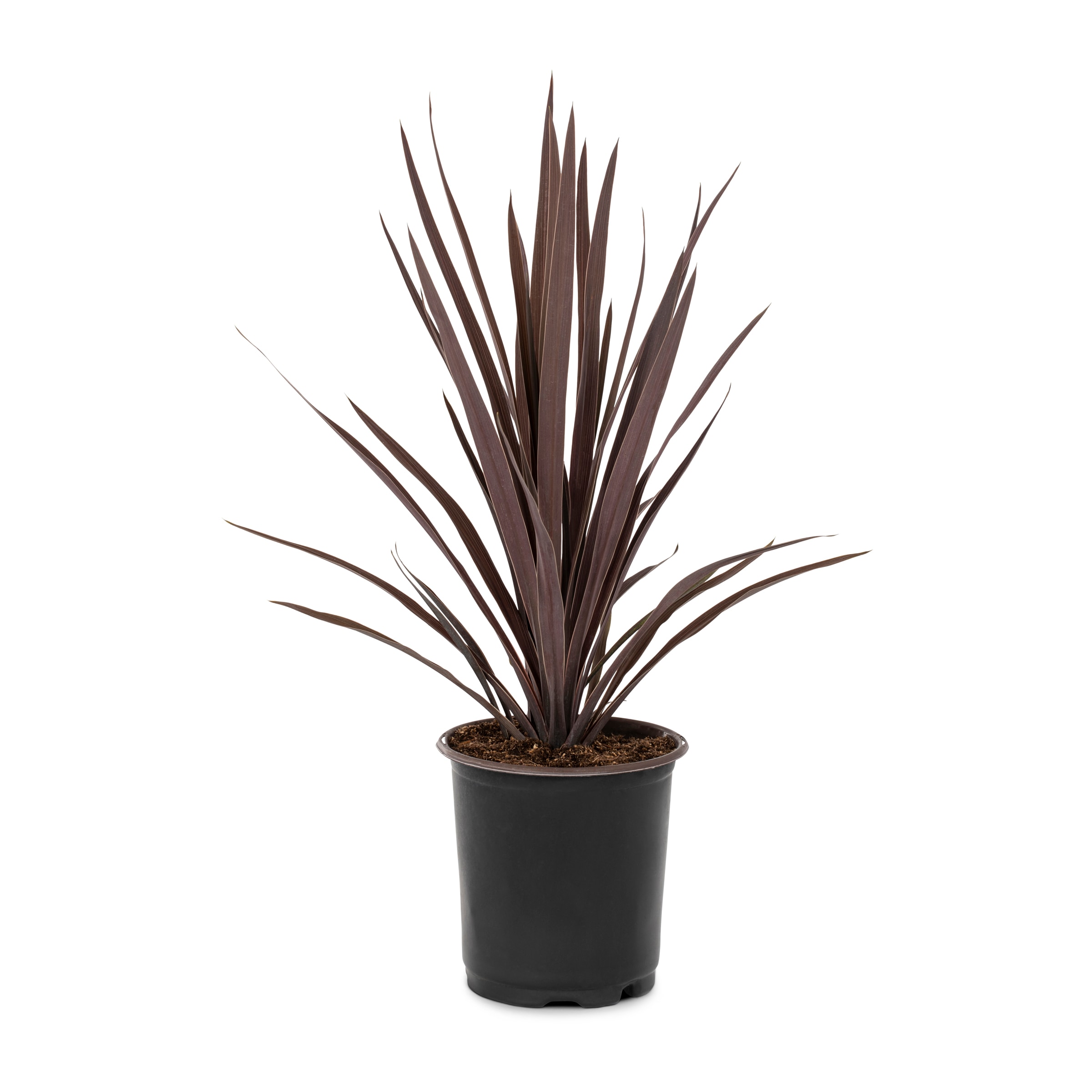  4944038 Red Cordyline Red Sensation Plant in 2.50 -Quart Pot 1.0 -Pack