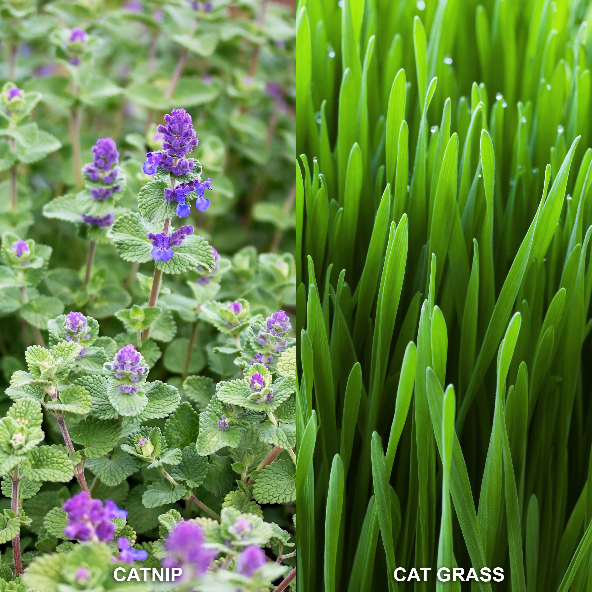 Garden State Bulb ECS-44-CC-02 Vegetable-Herb-Seeds - View #7