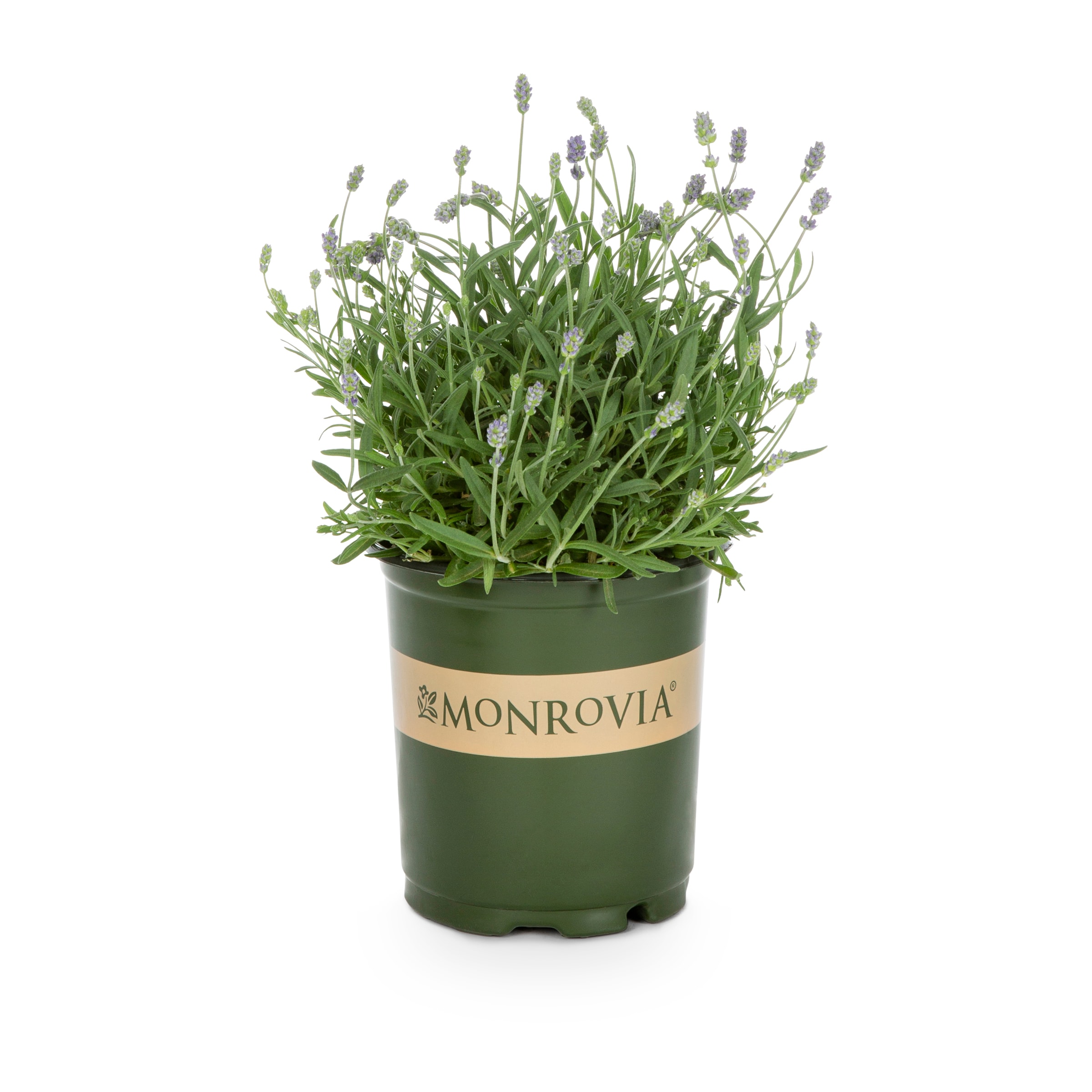 Monrovia NURSERY Purple Super Blue Lavender Plant in 2.50 -Quart Pot 1 -Pack