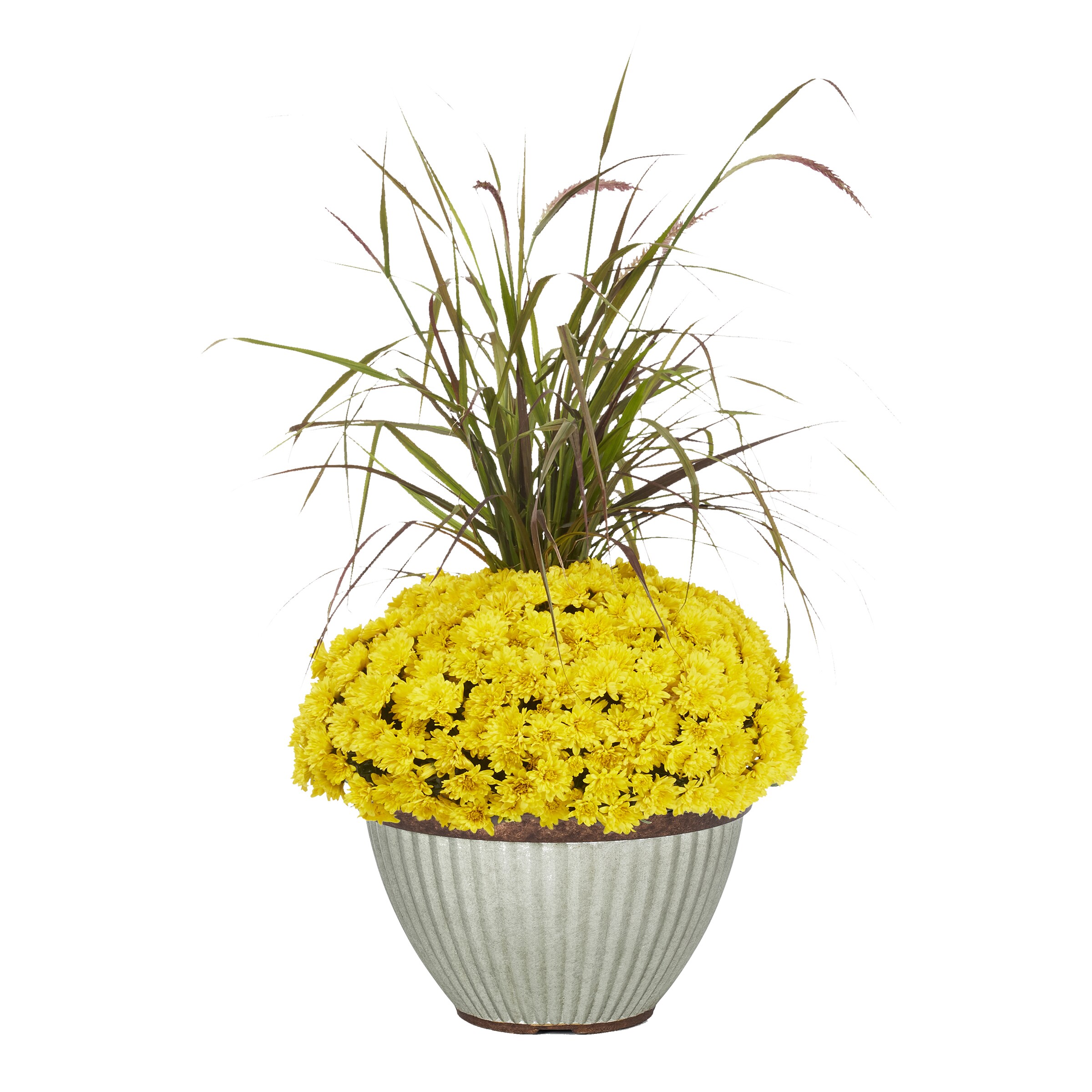 Lowe's NURSERY Red Mum in 2.5 Gallon(s) Pot 1 -Pack