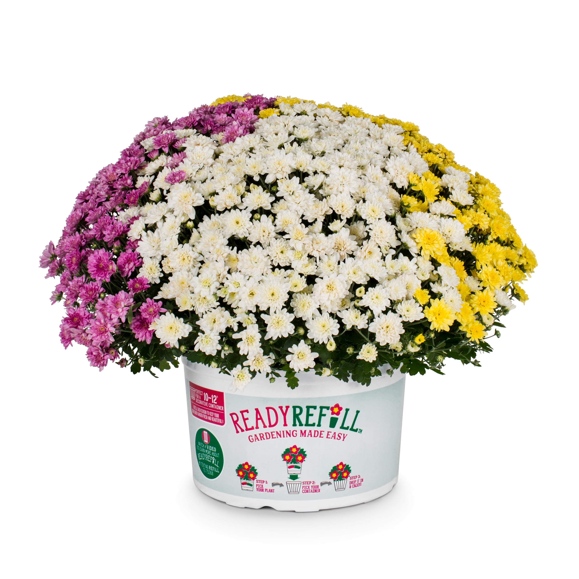 Ready Refill Multicolor Mum in 1.5-Gallon Pot in the Annuals department ...