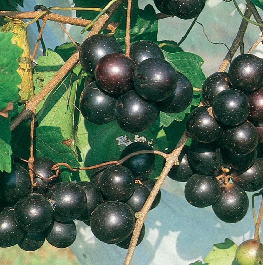  NURSERY Southern Home Muscadine Grape Plant