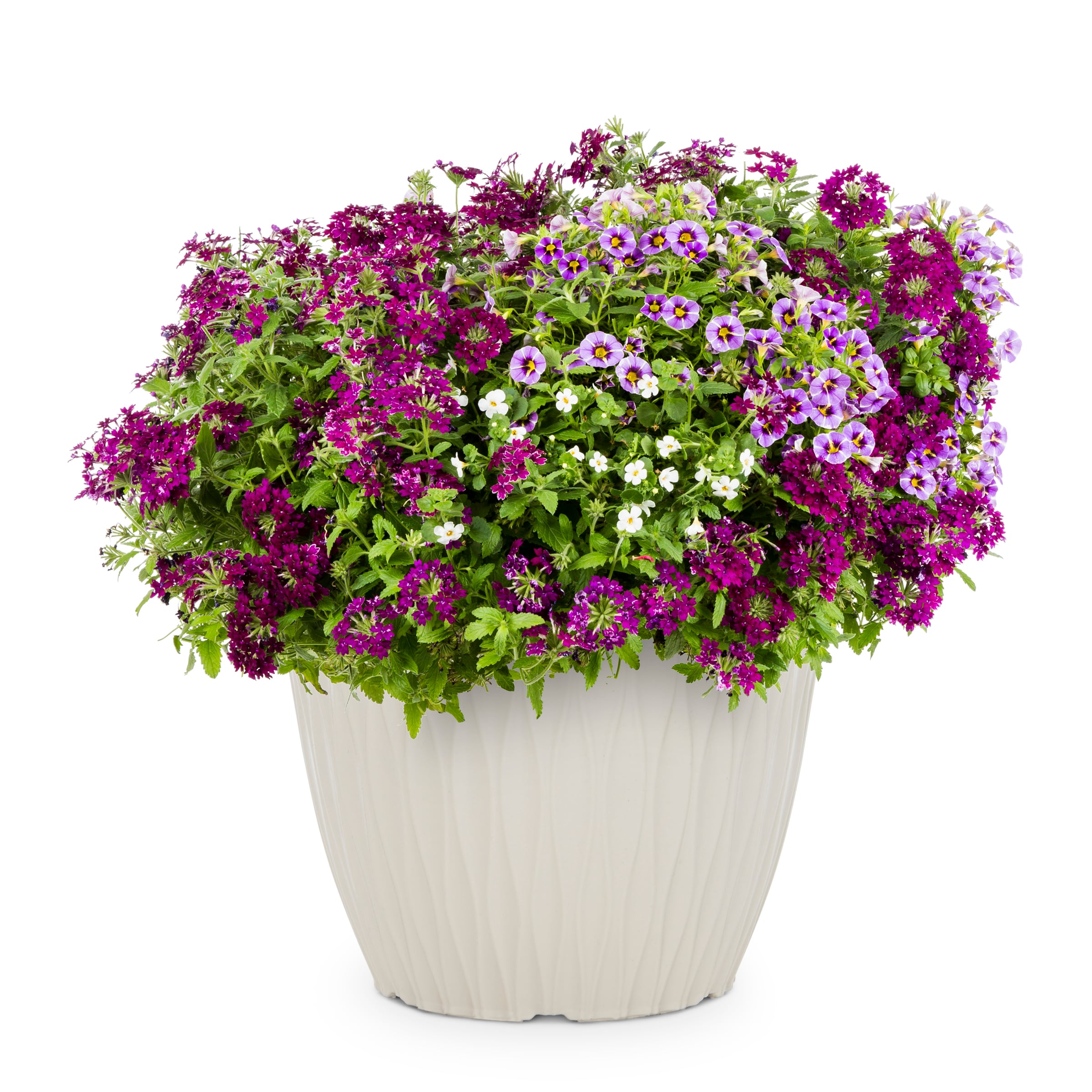 Lowe's Multicolor Evening Breeze In 3-gallon Planter In The Annuals 