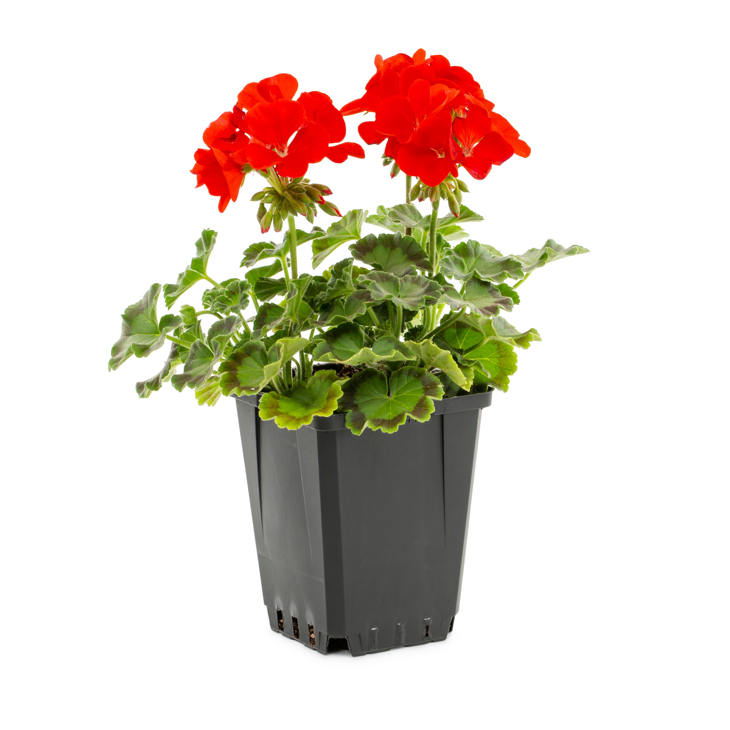 Lowe's Multicolor Geranium in 1-Pint Pot in the Annuals department at ...