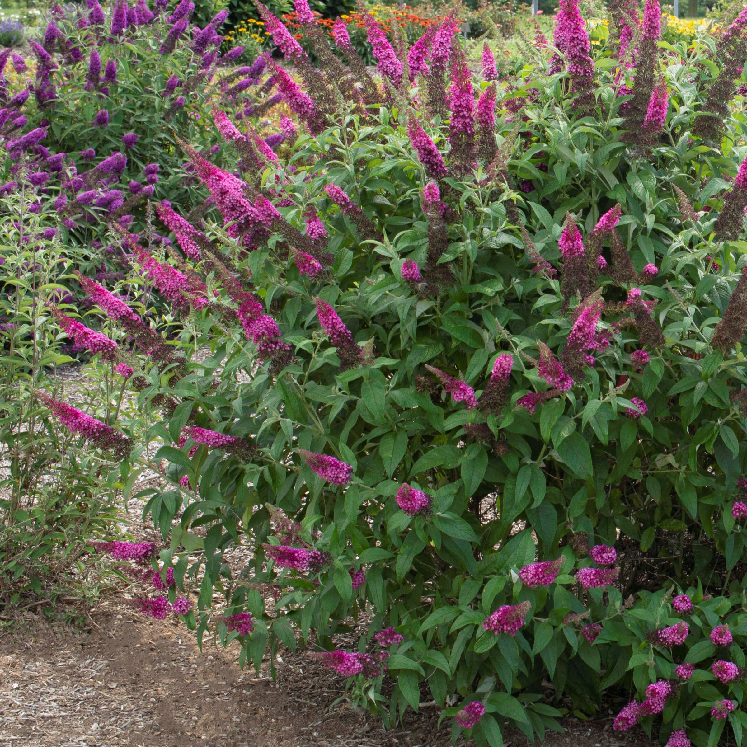 National Plant Network LW2212 shrubs - View #7