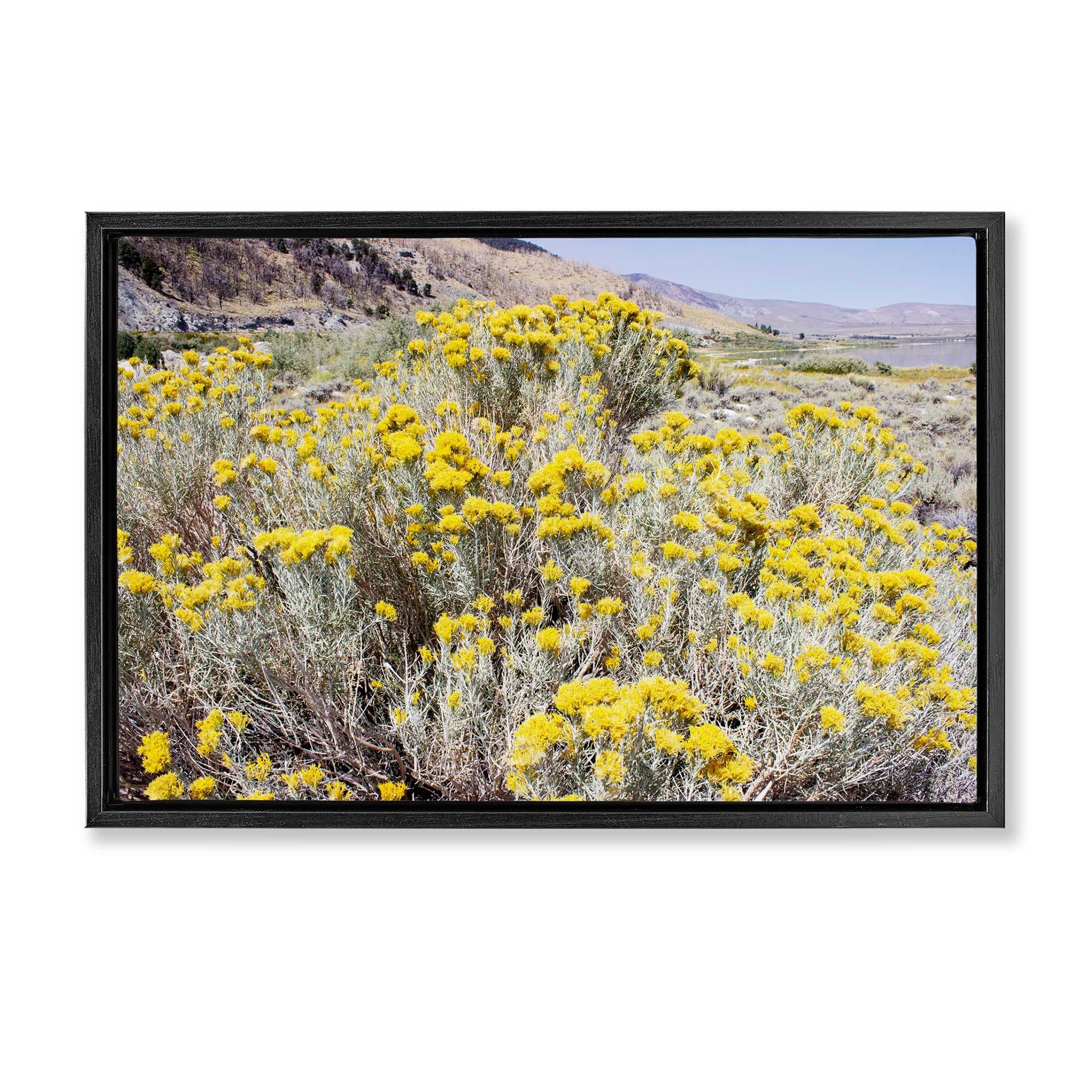 Stupell Industries - Yellow Flowers in Arid Meadow Framed Floater Canvas Wall Art 25 x 17