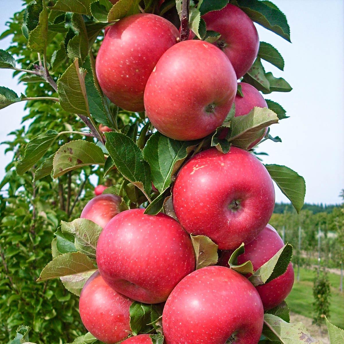 Red Delicious Apple Trees for Sale at Arbor Day's Online Tree Nursery -  Arbor Day Foundation