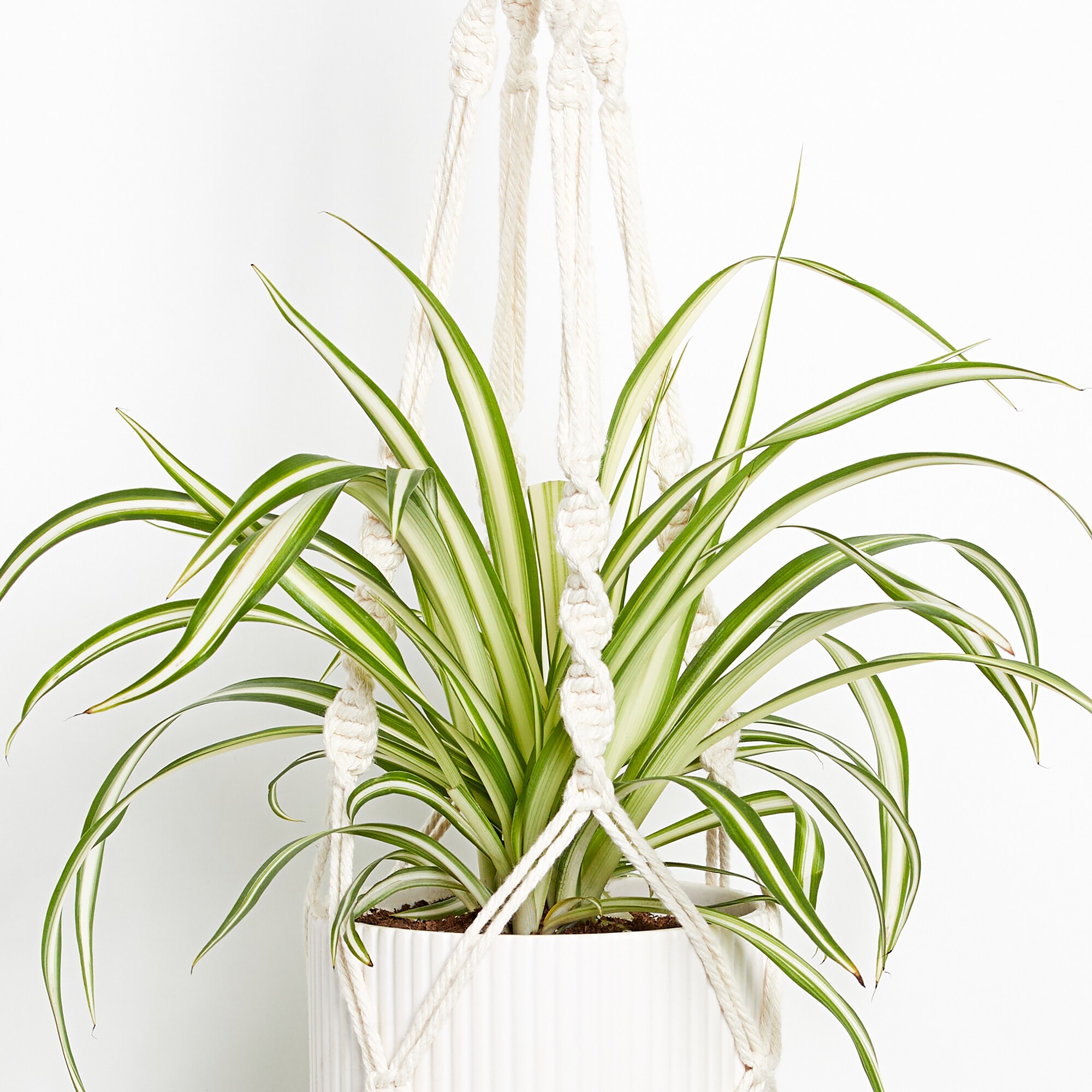 Chlorophytum comosum 'Ocean' - Spider Plant (4.5 Pot)