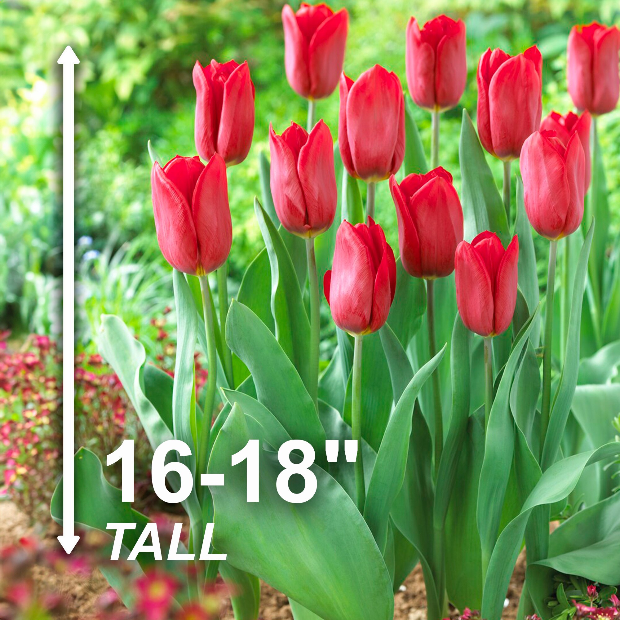 Garden State Bulb ECF-57-25-01 Plant-Bulbs - View #3