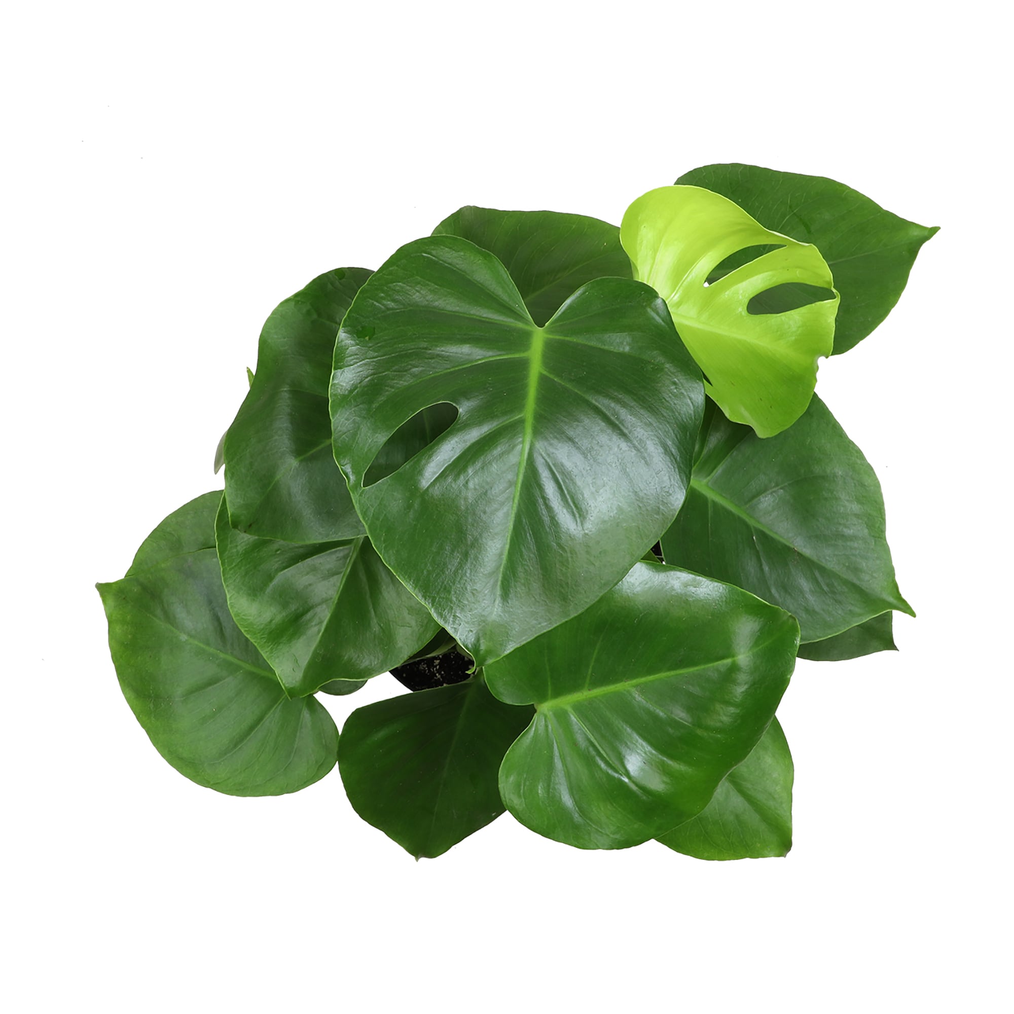 Altman Plants 0881614 hseplants - View #8