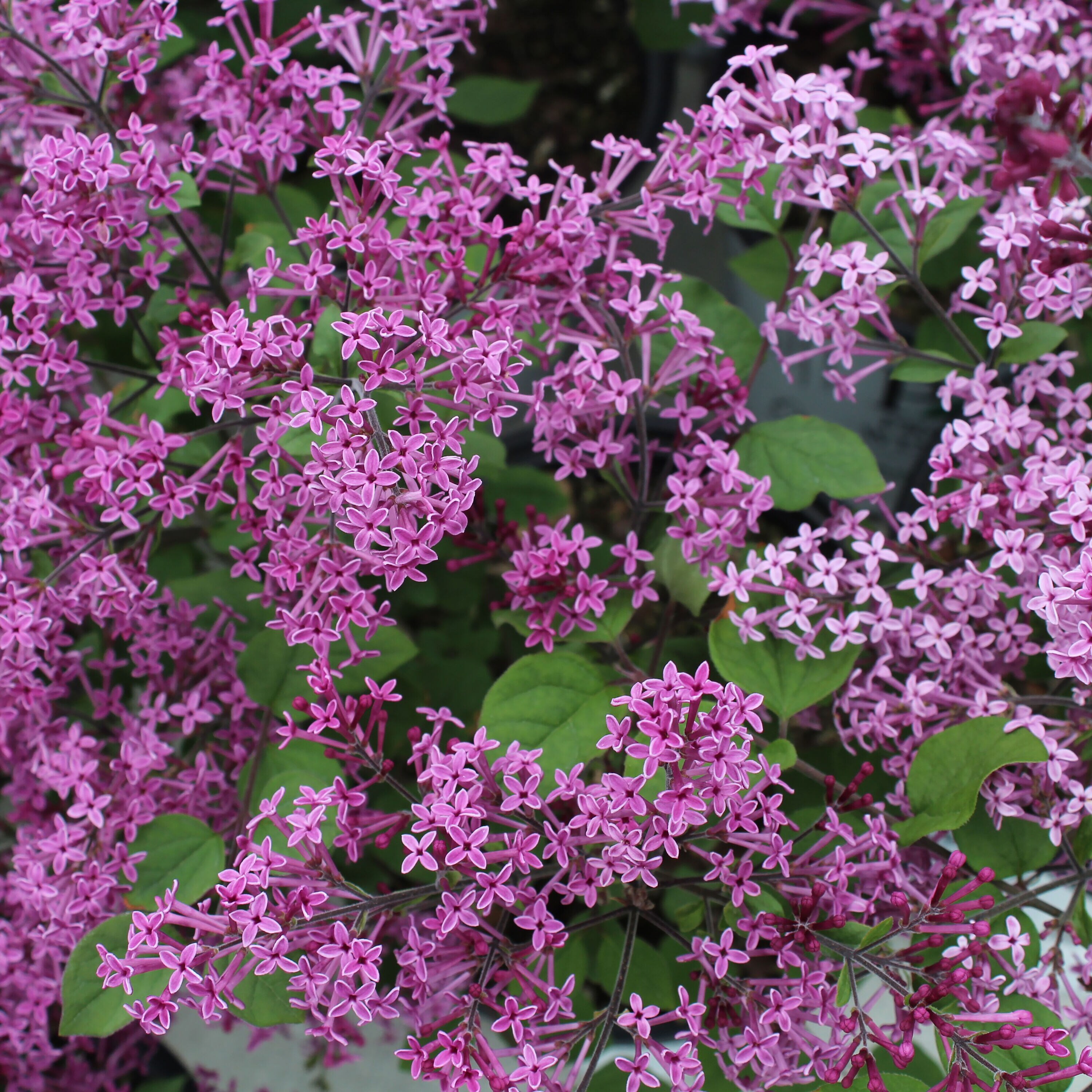 Proven Winners Purple Baby Kim Lilac (Syringa) Flowering Shrub in 1 ...