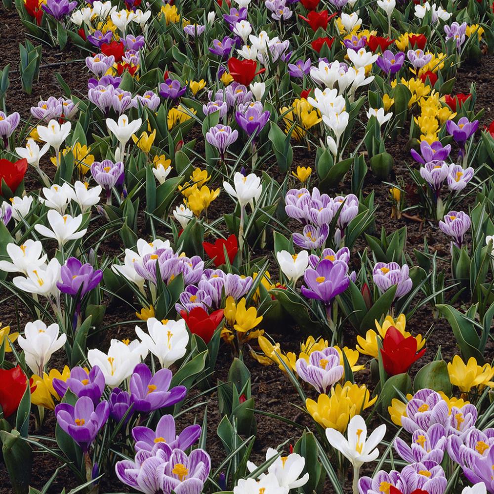 Van Zyverden 87162 Blue Karma Cottage Garden Blend Bulbs 50 Count
