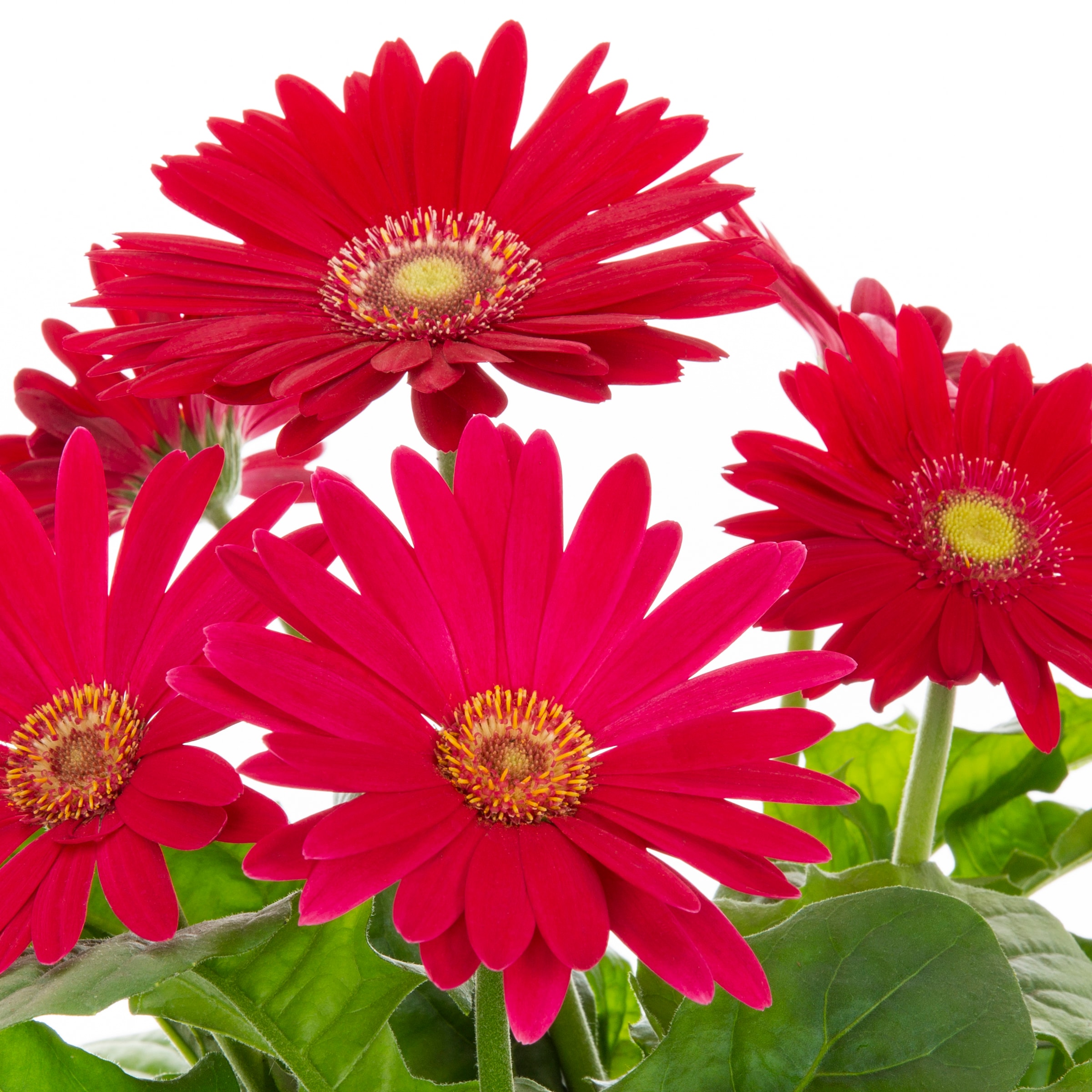Lowe's 1639394 annuals - View #2