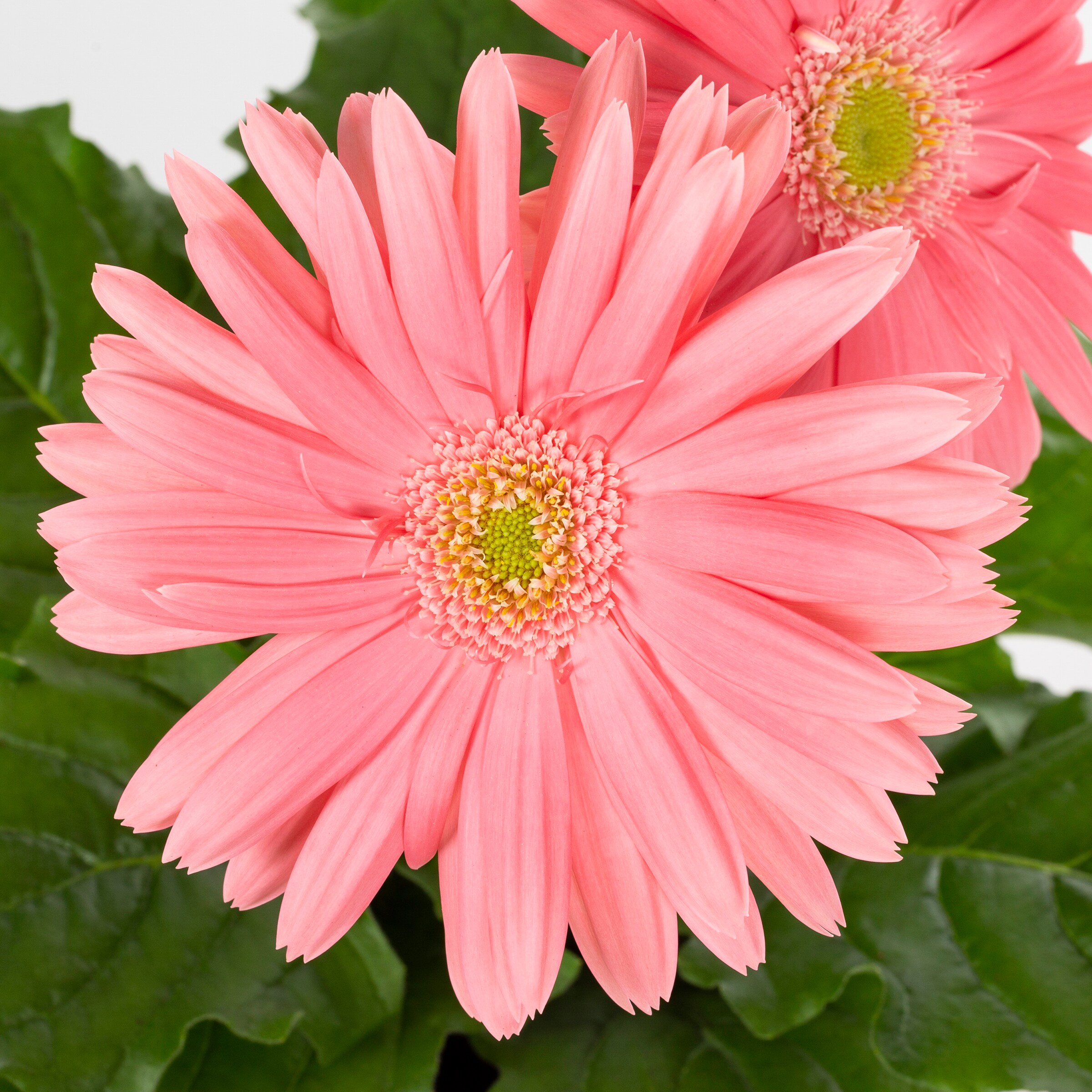 Lowe's Multicolor Gerbera Daisy in 1-Quart Pot in the Annuals ...