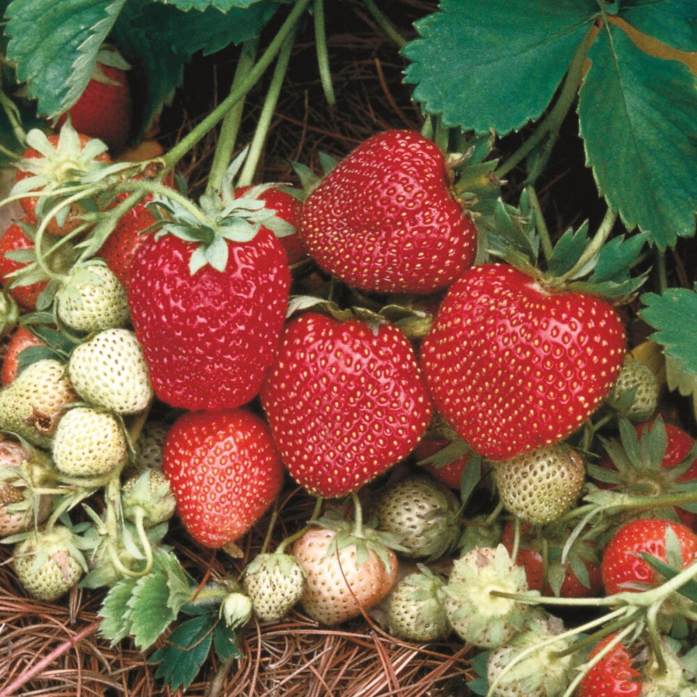 Gurney's Seed and Nursery 65893 Fruit-Plants - View #3