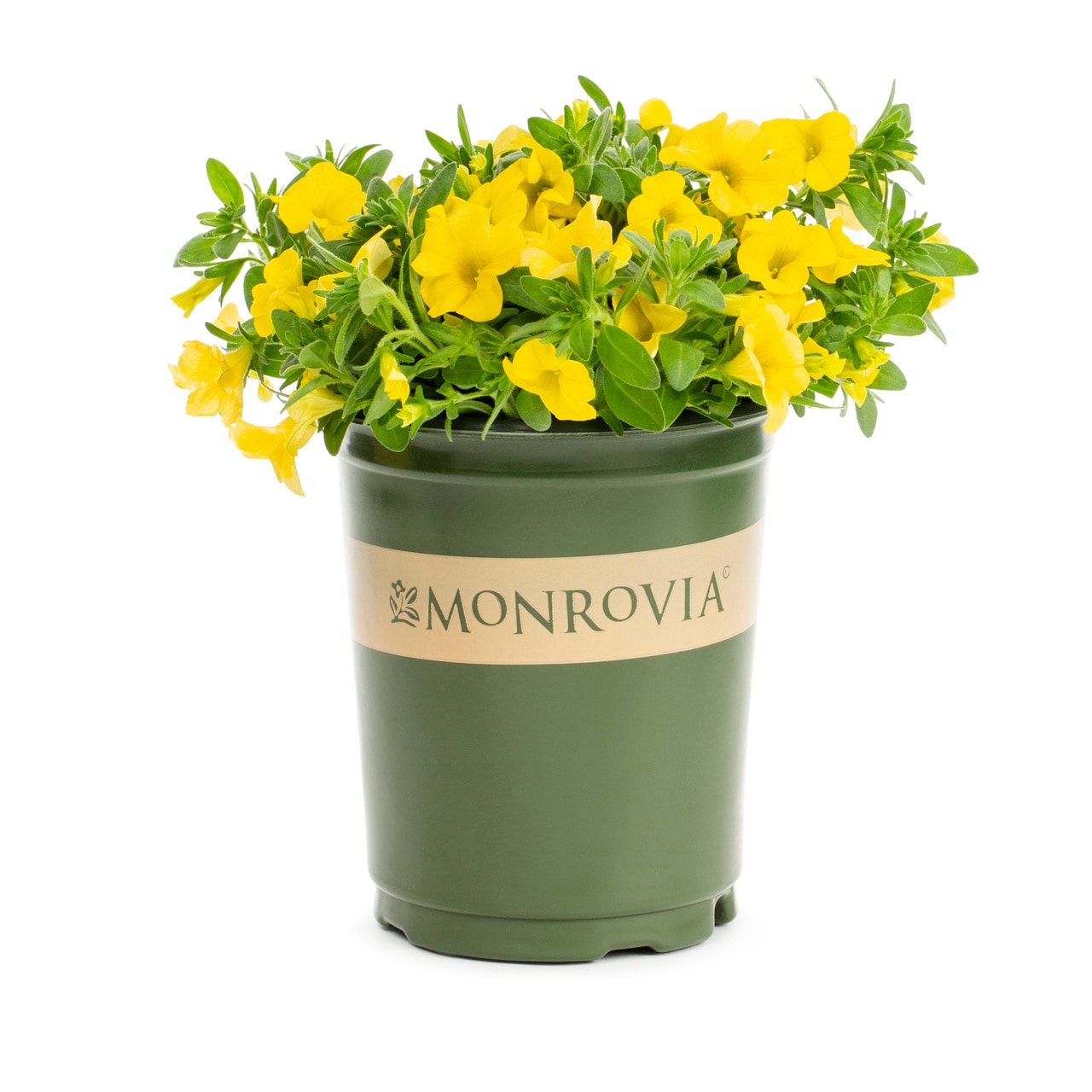 Monrovia 4815 annuals - View #5