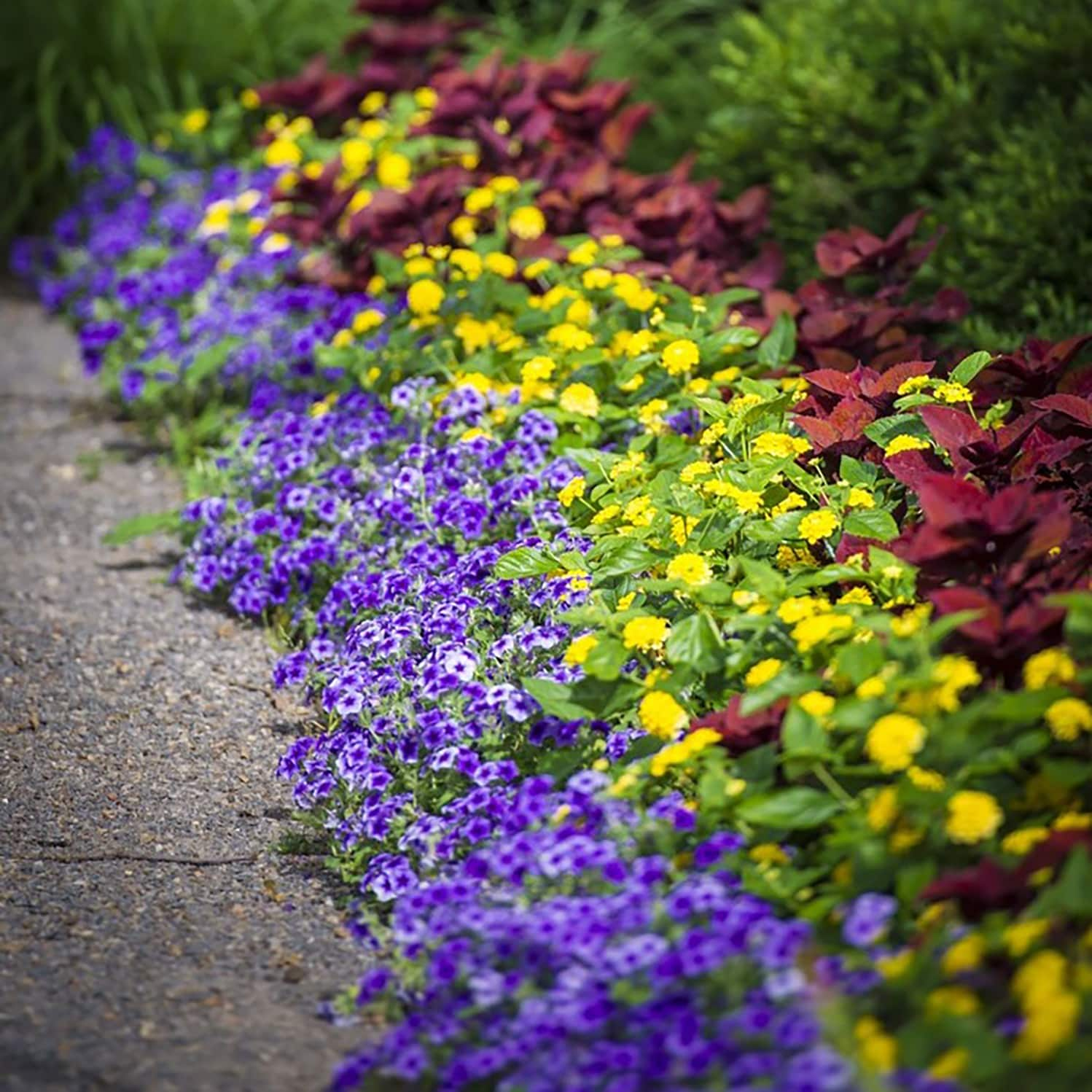 Proven Winners Blue Phlox in 4.25-in Pot in the Annuals department at ...