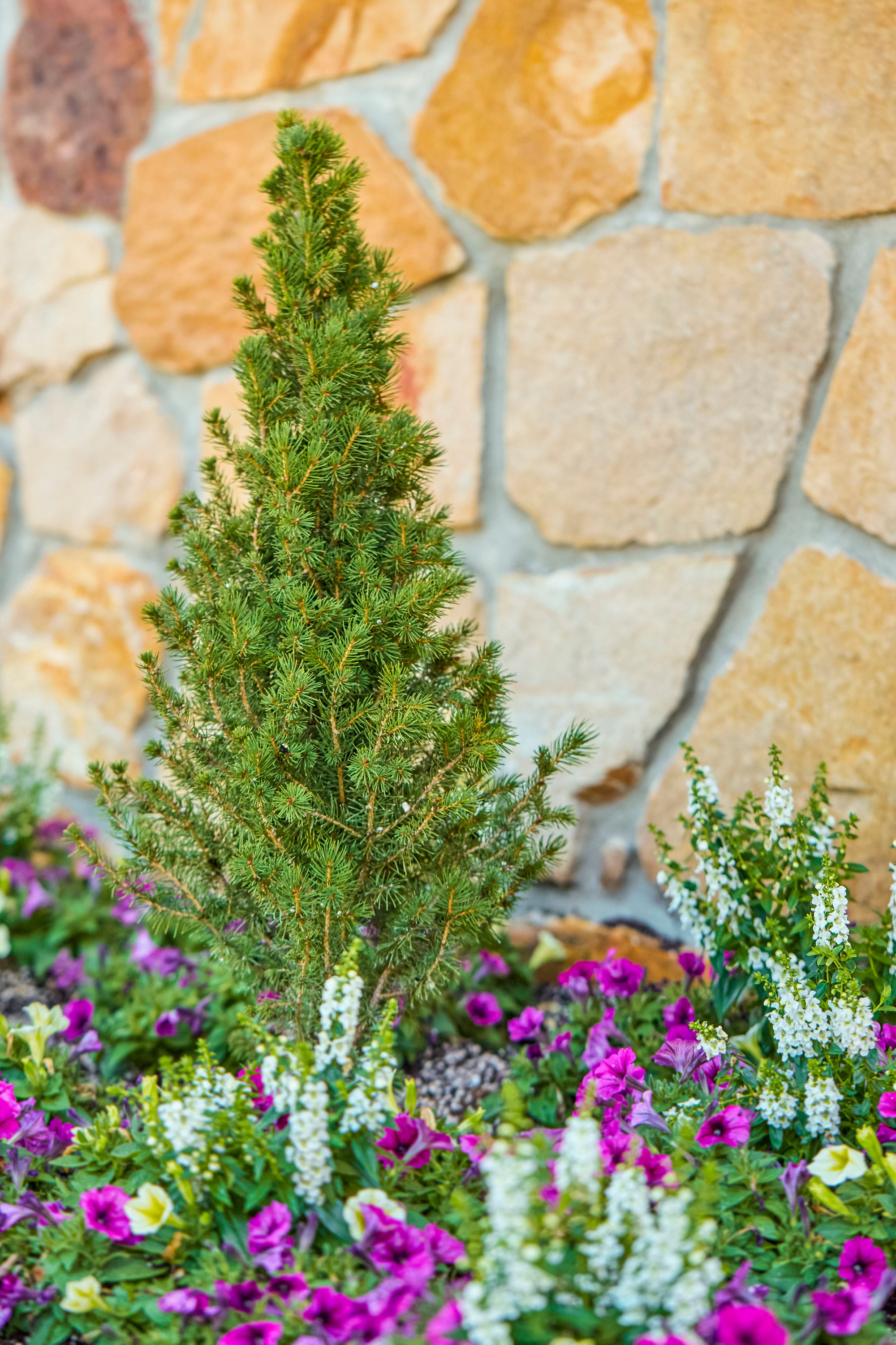 Lowe S Dwarf Alberta Spruce Screening Shrub In 2 5 Quart Pot At Lowes Com   16665168 