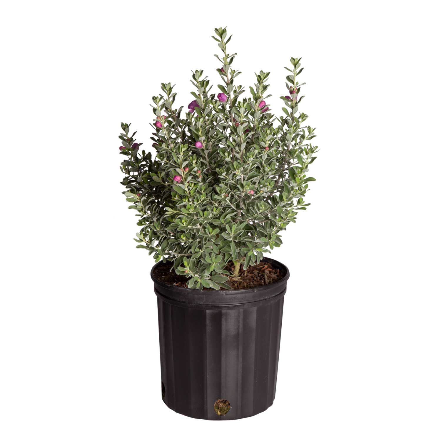 Costa Farms L-TSG-G-POT-01-LW Texas Sage Flowering Shrub in 2 -Gallon Pot 1 -Pack