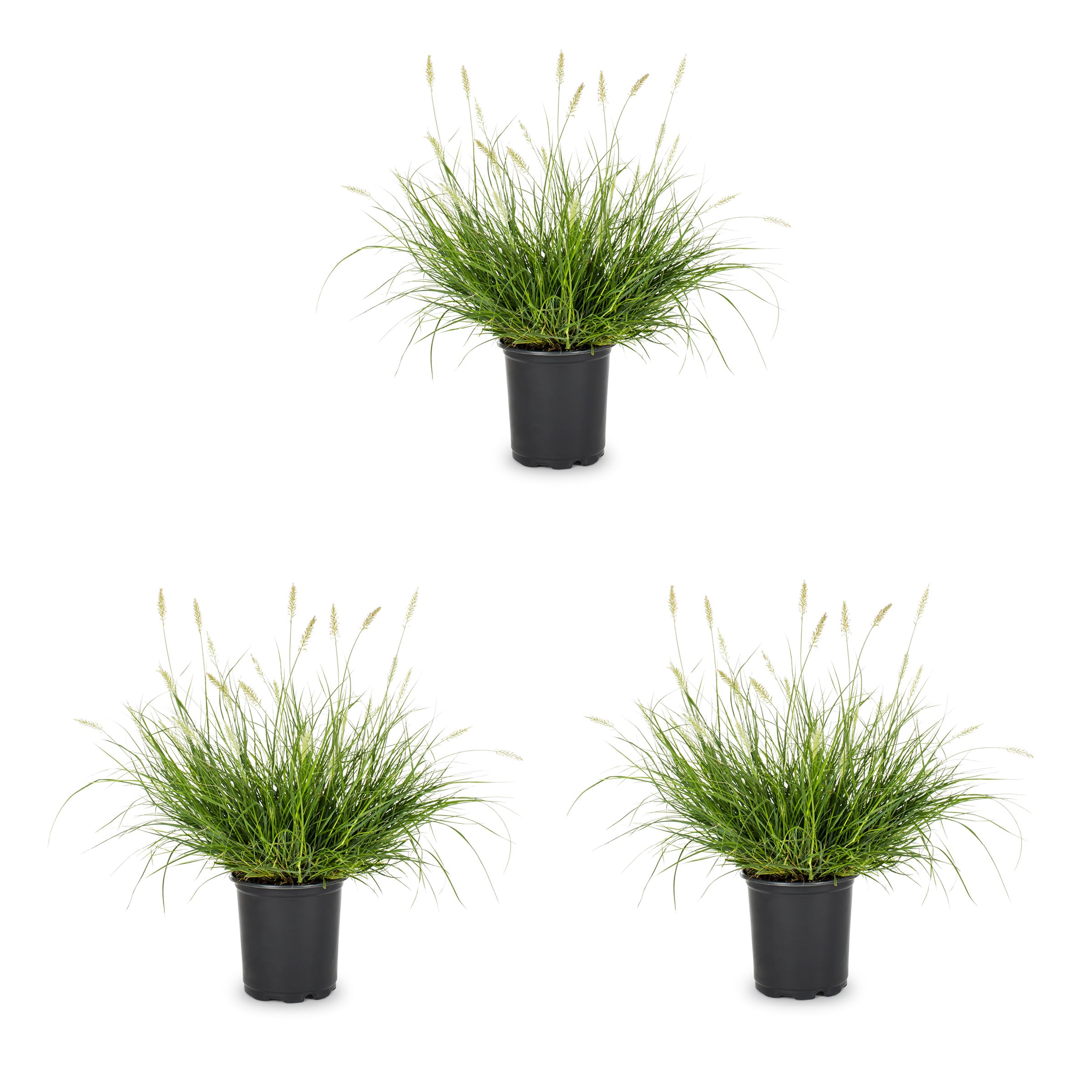 Metrolina Greenhouses 78611 Fountain Grass Plant in 2 -Quart Pot 3.0 -Pack