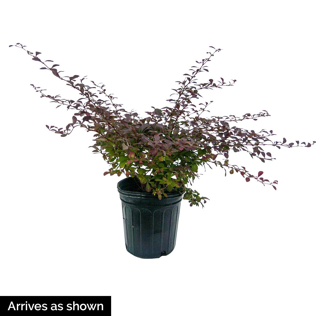 Spring Hill Nurseries 74148 shrubs - View #4