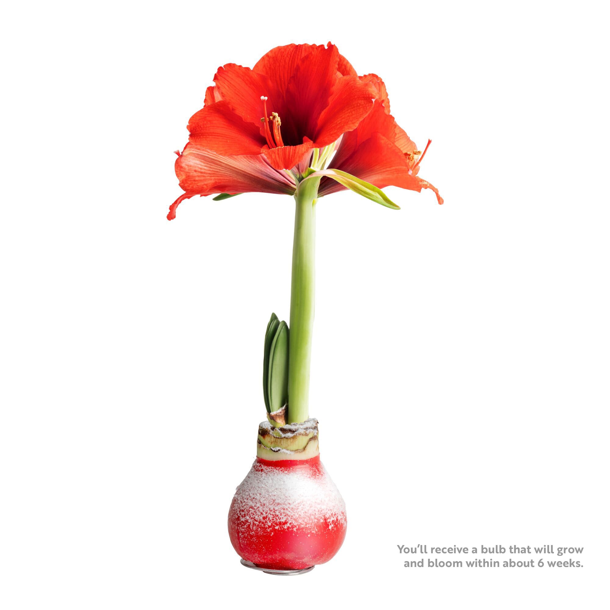 Fresh Christmas Decorations Type Amaryllis