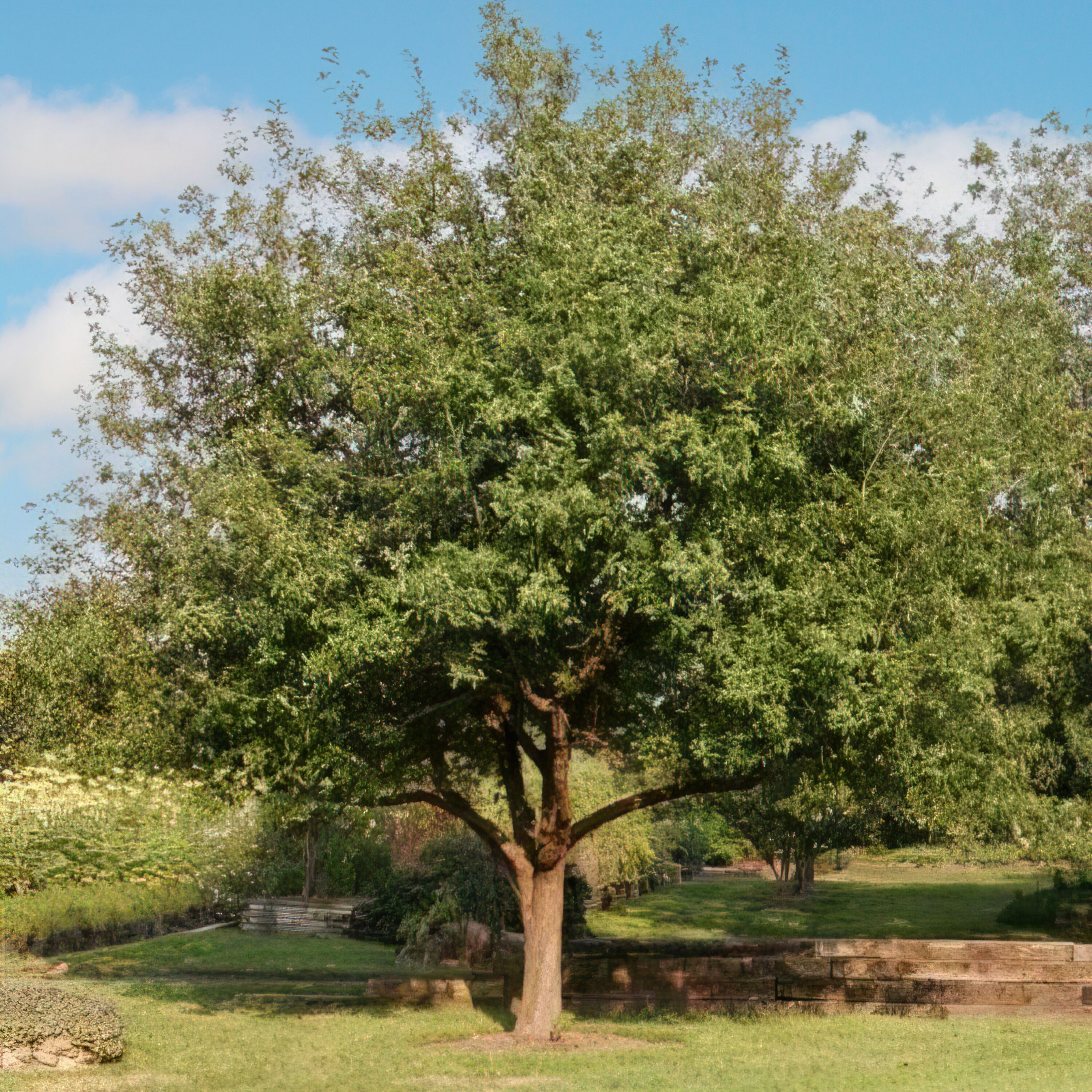 National Plant Network 3-Gallons Green Shade Mexican White Oak Tree In ...