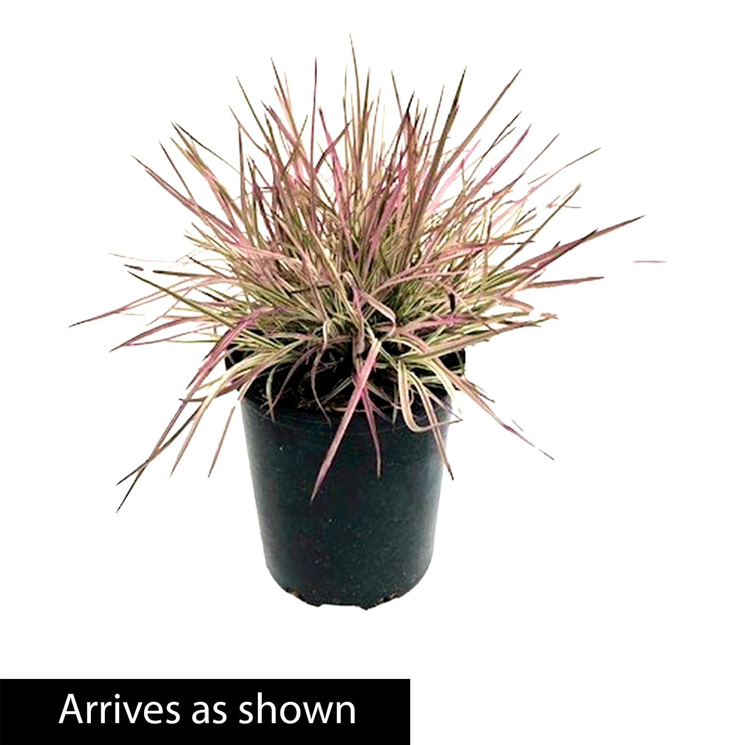 Spring Hill Nurseries 88749 Ornamental-Grasses - View #4