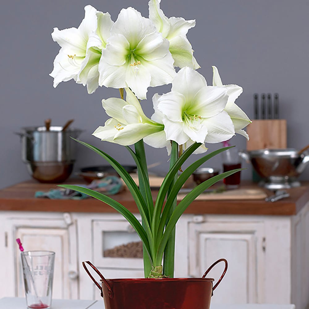 Van Zyverden 87269 Red Amaryllis Kit Christmas Gift With Artisan Decorative Planter Bulbs 1.0 Count