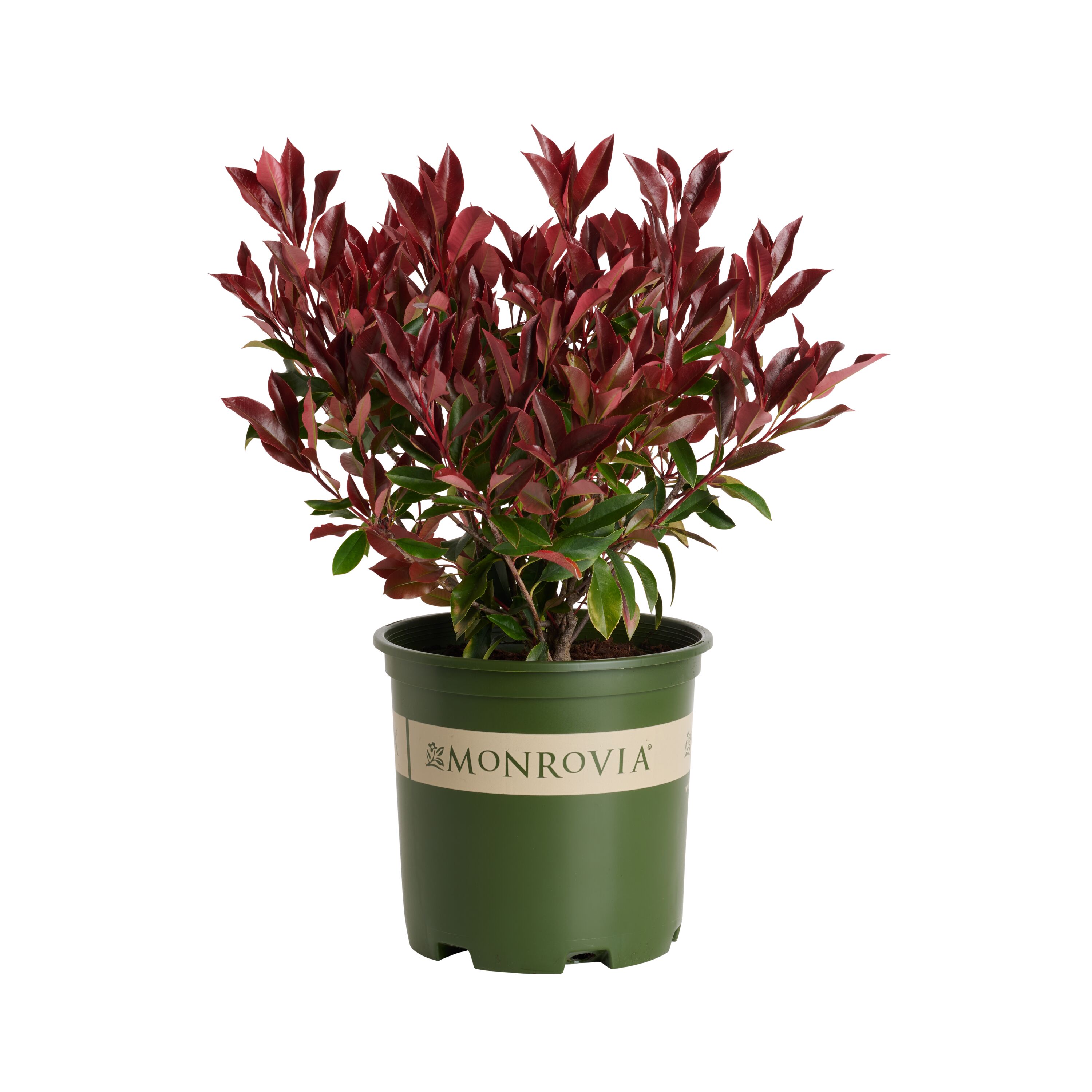 Monrovia 1161613 Dynamo Red Photinia Foundation/Hedge Shrub in 1.73 -Gallon Pot 1 -Pack with White Blooms
