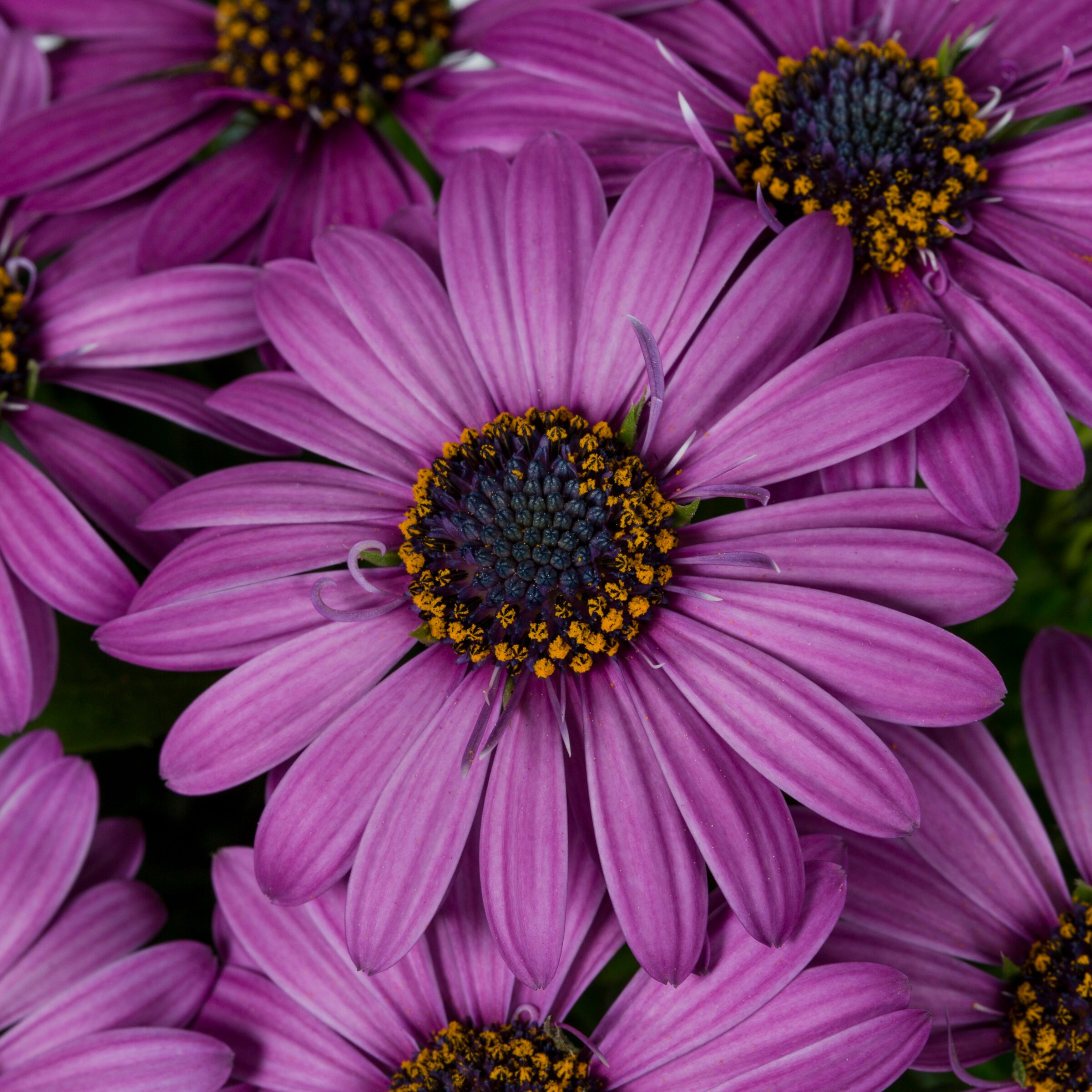 Monrovia Multicolor African Daisy in 1-Quart Pot in the Annuals ...