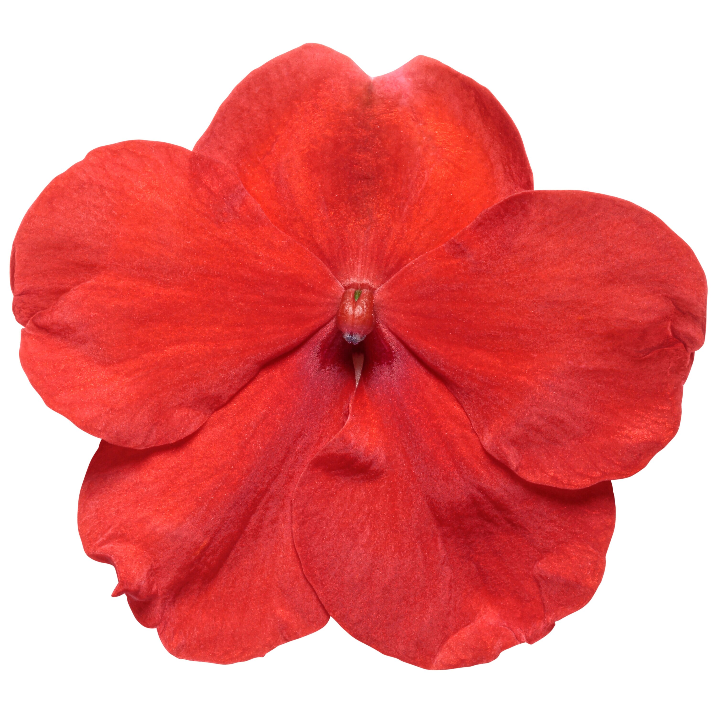 Proven Winners IMPPRW1327504 annuals - View #3