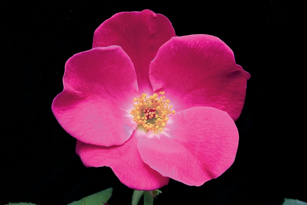 Spring Hill Nurseries 78967 roses - View #4