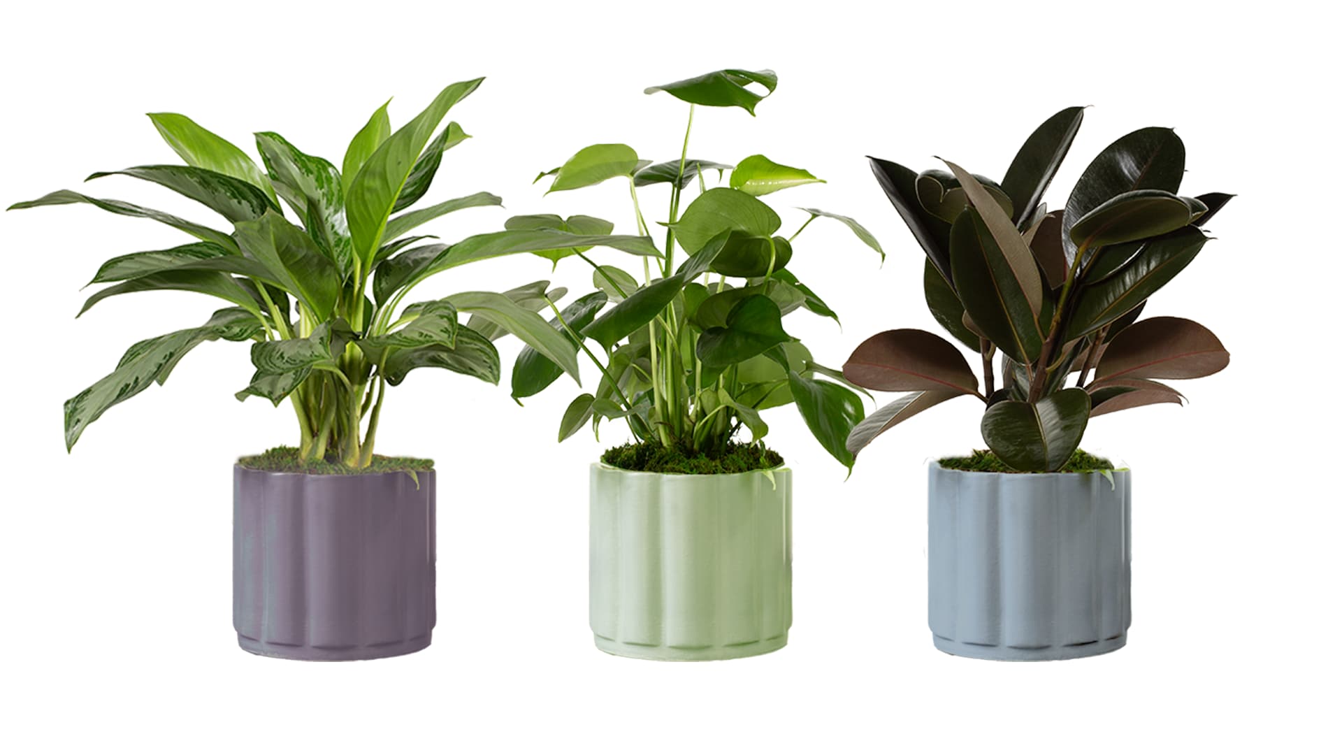 LiveTrends ASB07606 GREENWICH House plant in 36 Ounce(s) Pot 1 -Pack