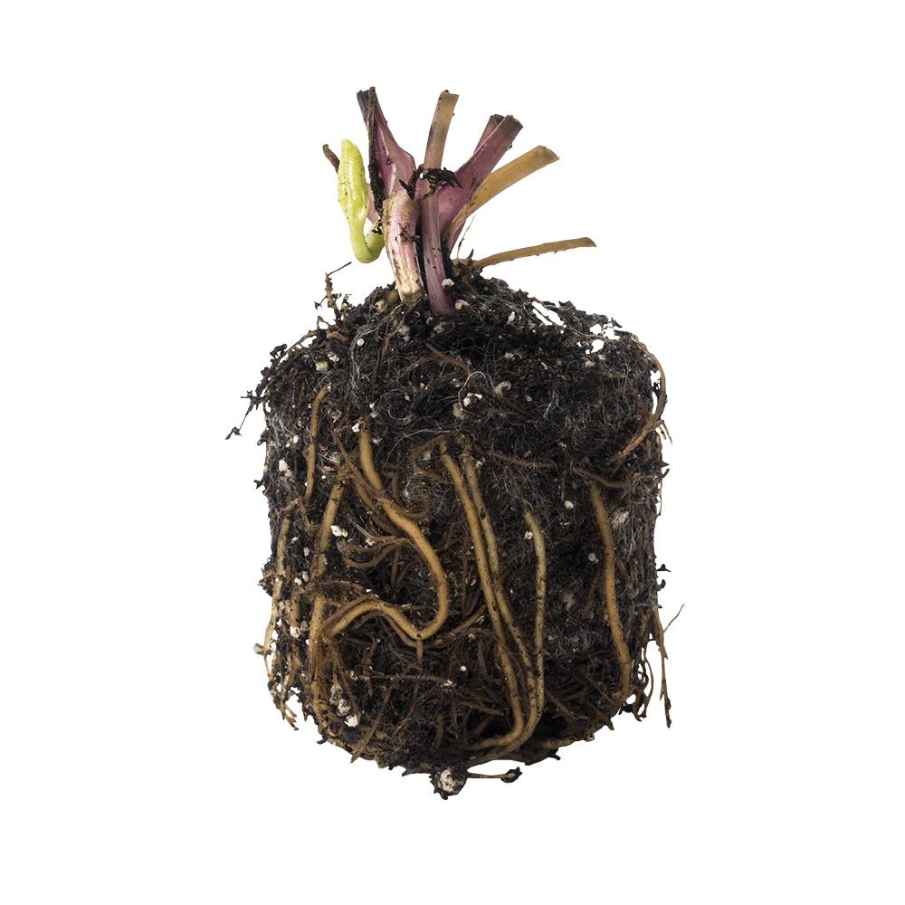 Direct Gardening 98193 perennials - View #4