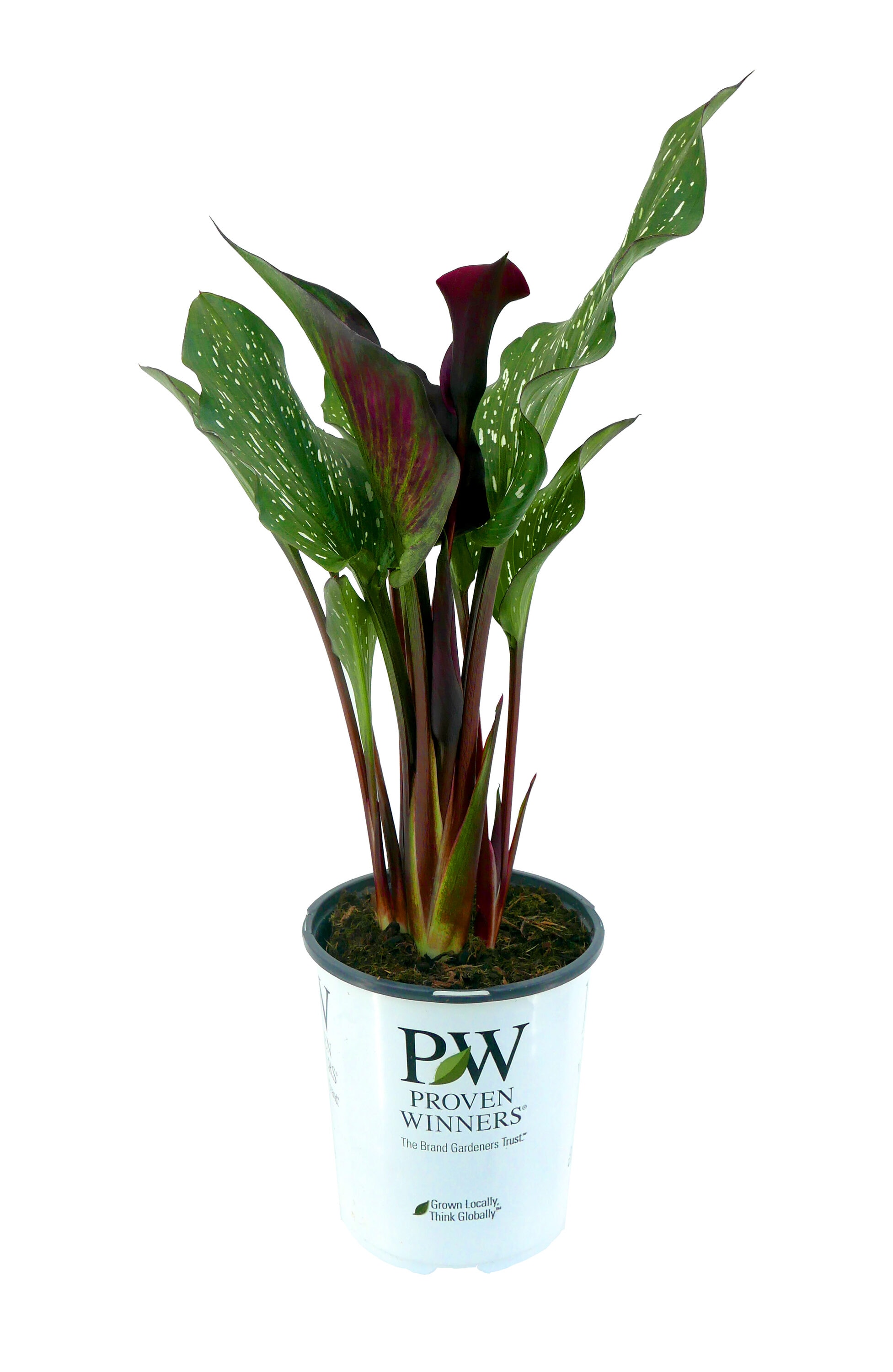  2636 Pink Calla Lily 'Be My First Heart' Plant in 2.5 -Quart Pot 1 -Pack