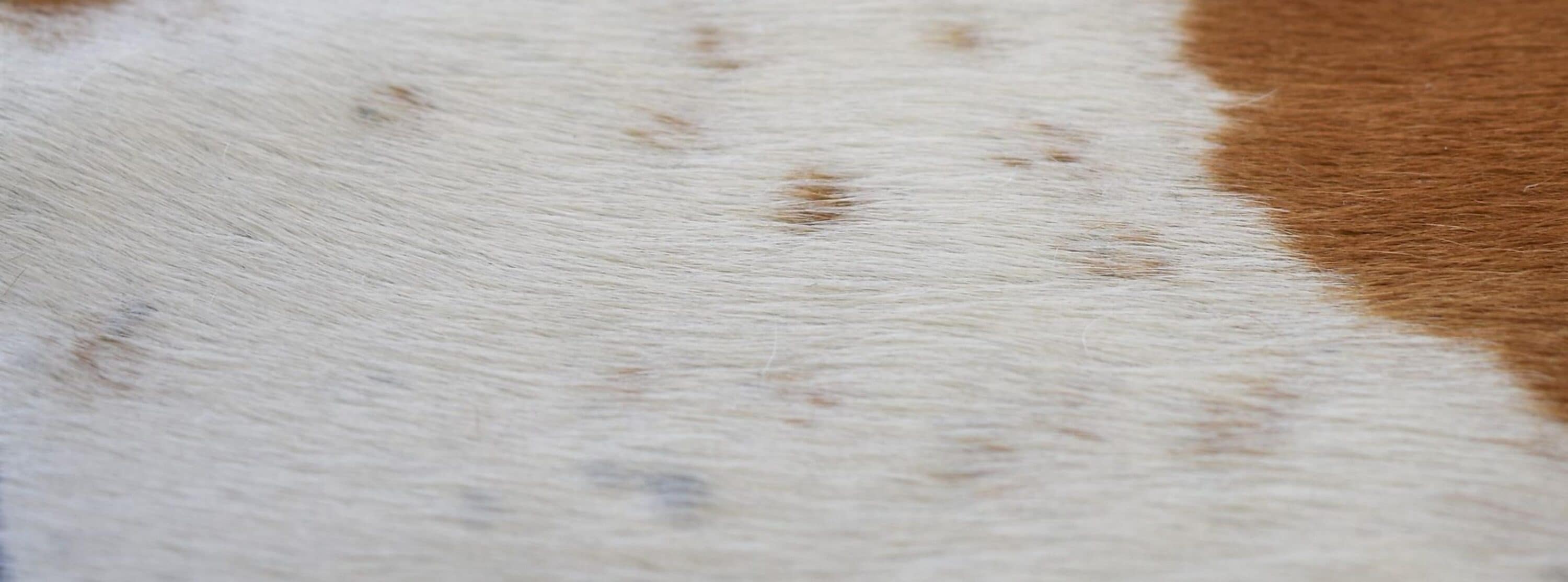 Rugs America 27893 rugs - View #6