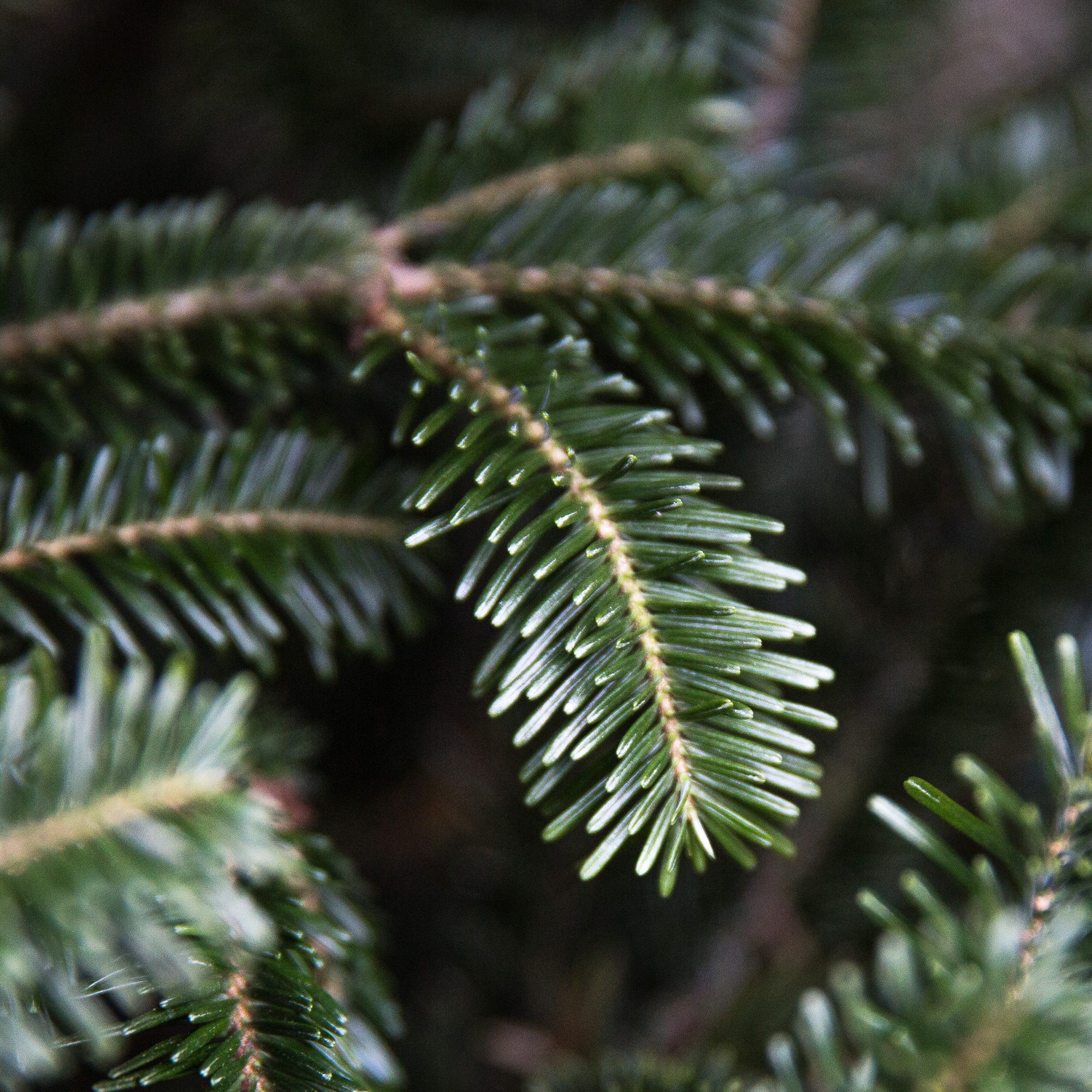 Holiday Living TFP-056-LOW-PREM Fresh-Christmas-Trees - View #4